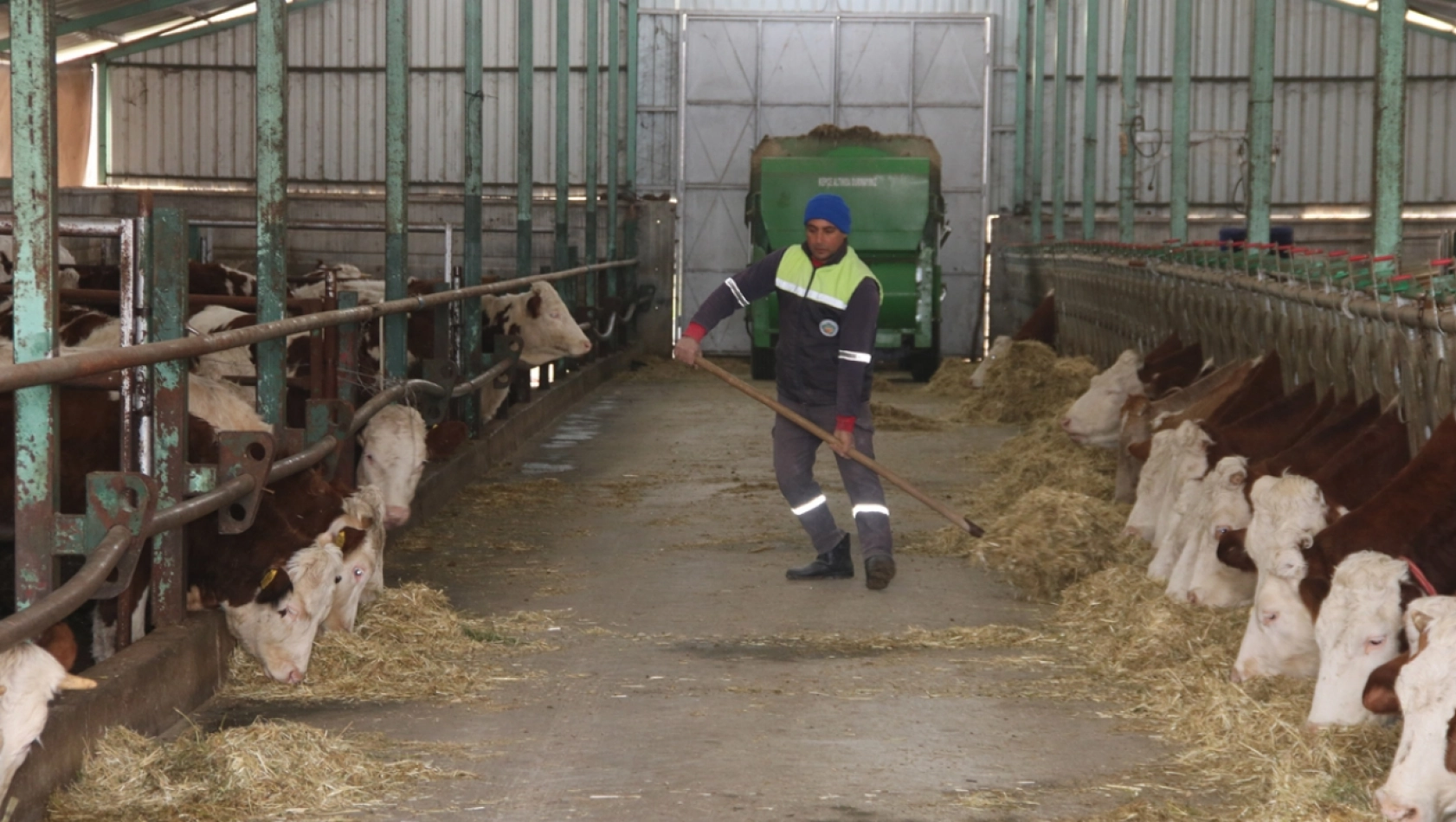 Deprem bölgesi Malatya'da yetiştiricilere hayvan dağıtımı tamamlandı