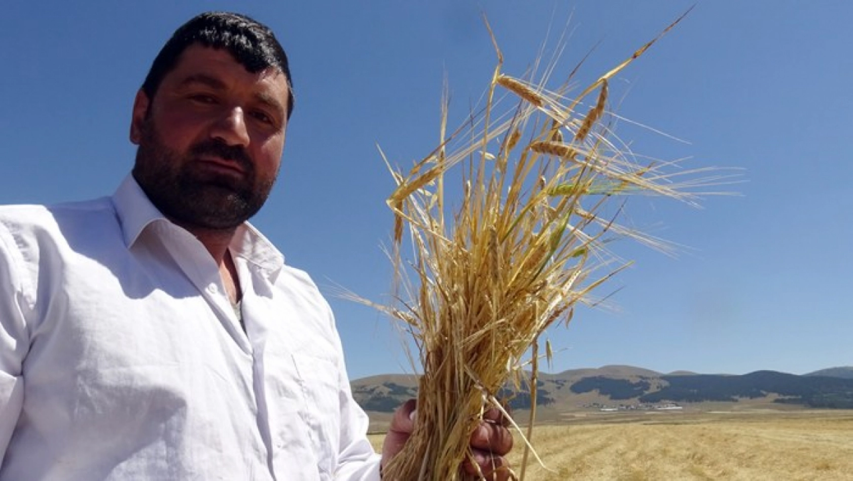 Sarıkamış'ta Çiftçiler Biçerdöver ve At Tırmığıyla Hasatta