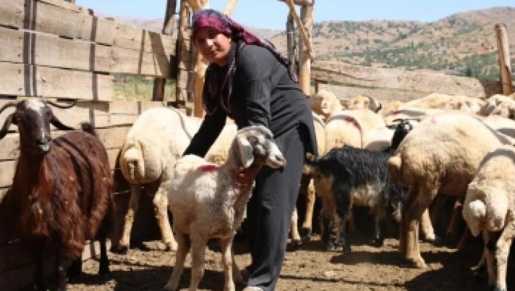 Depremde hayvanları telef olan kadın besici devlet desteğiyle ayağa kalktı