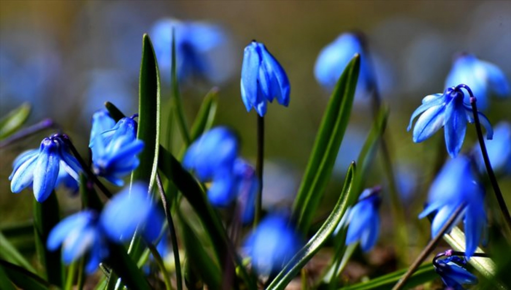 Havaların ısınmasıyla Sarıkamış'ta baharın güzellikleri ortaya çıktı