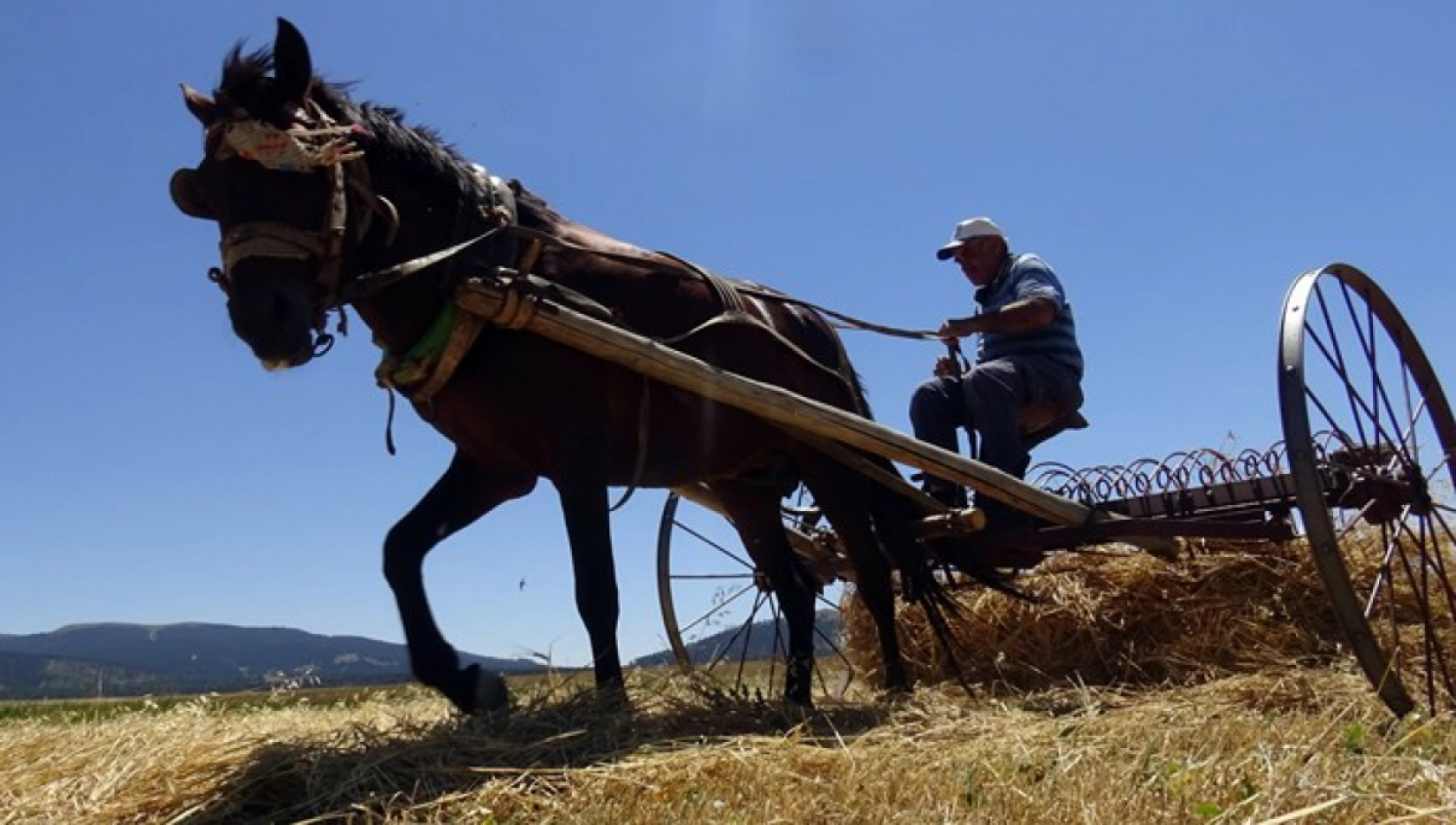Sarıkamış'ta Çiftçiler Biçerdöver ve At Tırmığıyla Hasatta