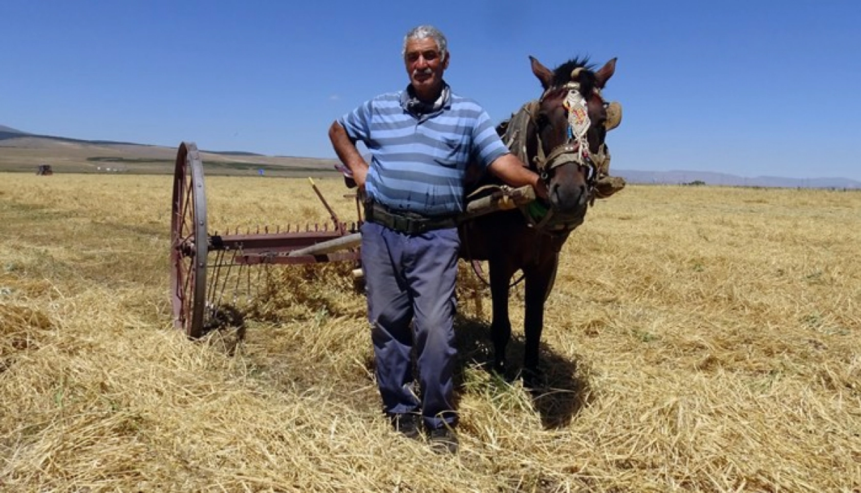 Sarıkamış'ta Çiftçiler Biçerdöver ve At Tırmığıyla Hasatta