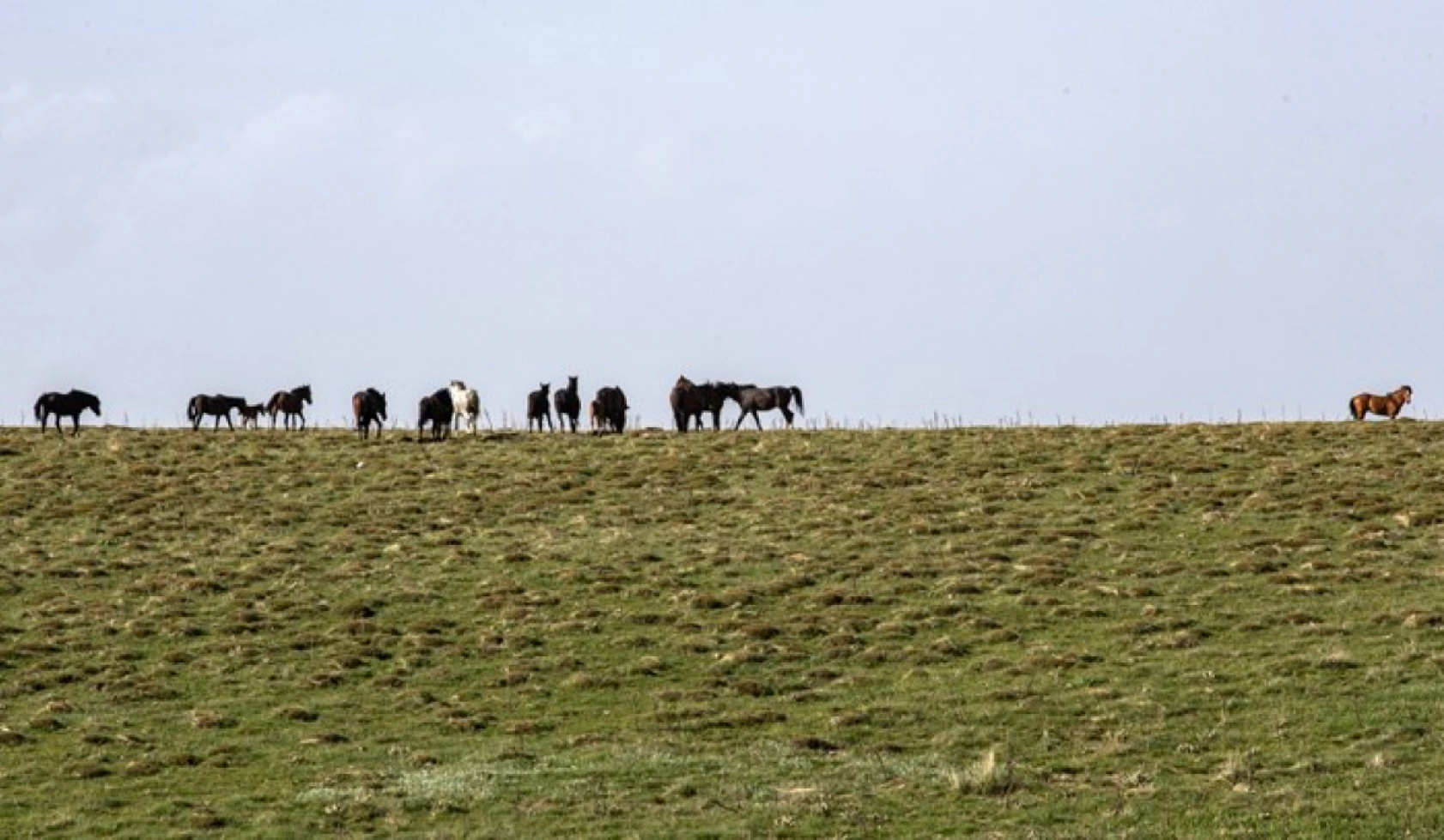 Yılkı atları Yama Dağı'nda özgürce koşuyor