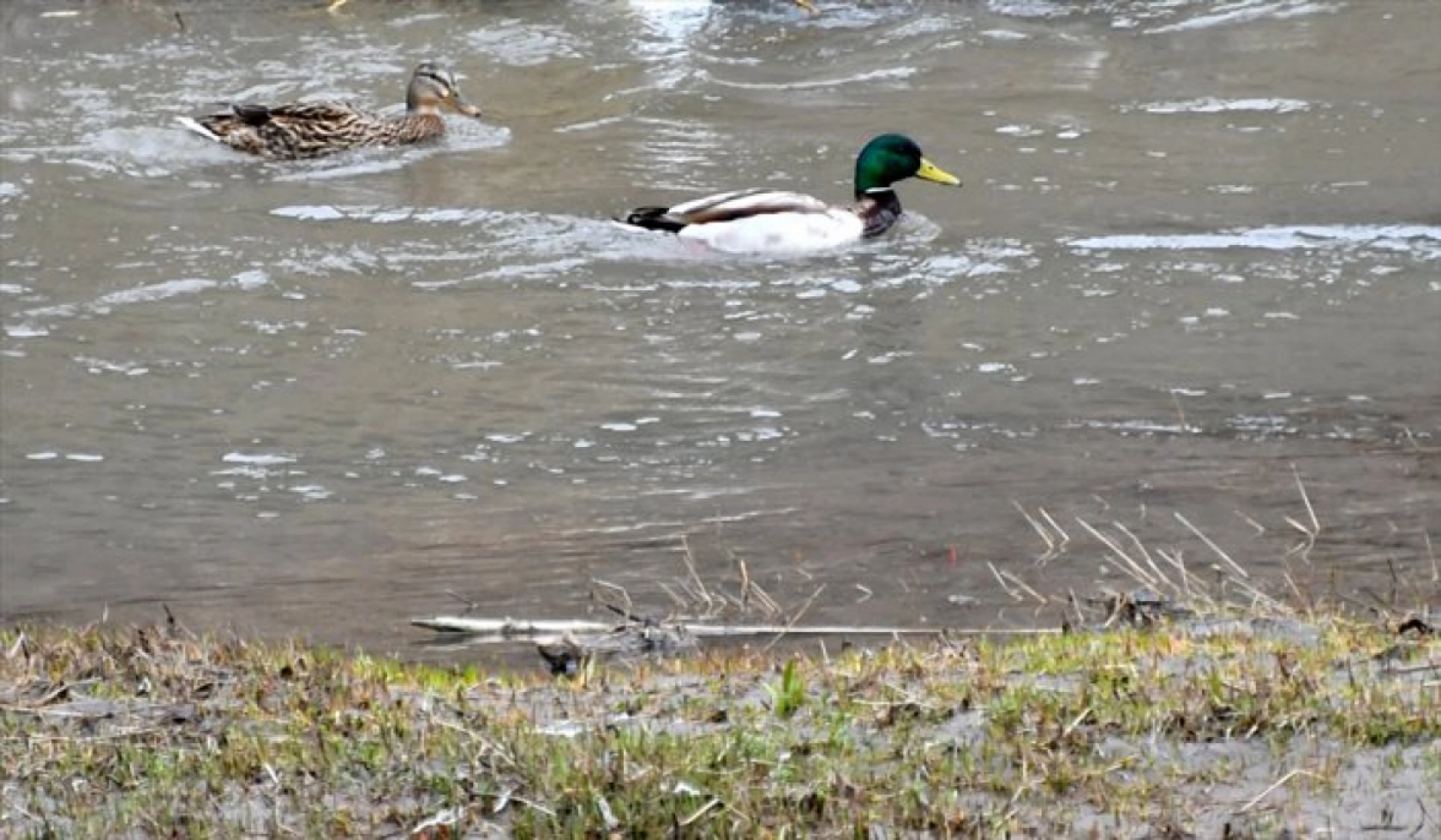 Havaların ısınmasıyla Sarıkamış'ta baharın güzellikleri ortaya çıktı