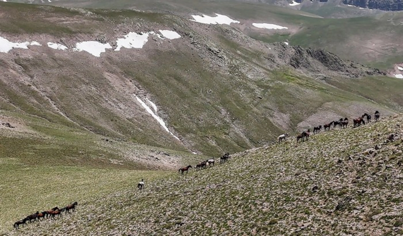 Yılkı atları Yama Dağı'nda özgürce koşuyor