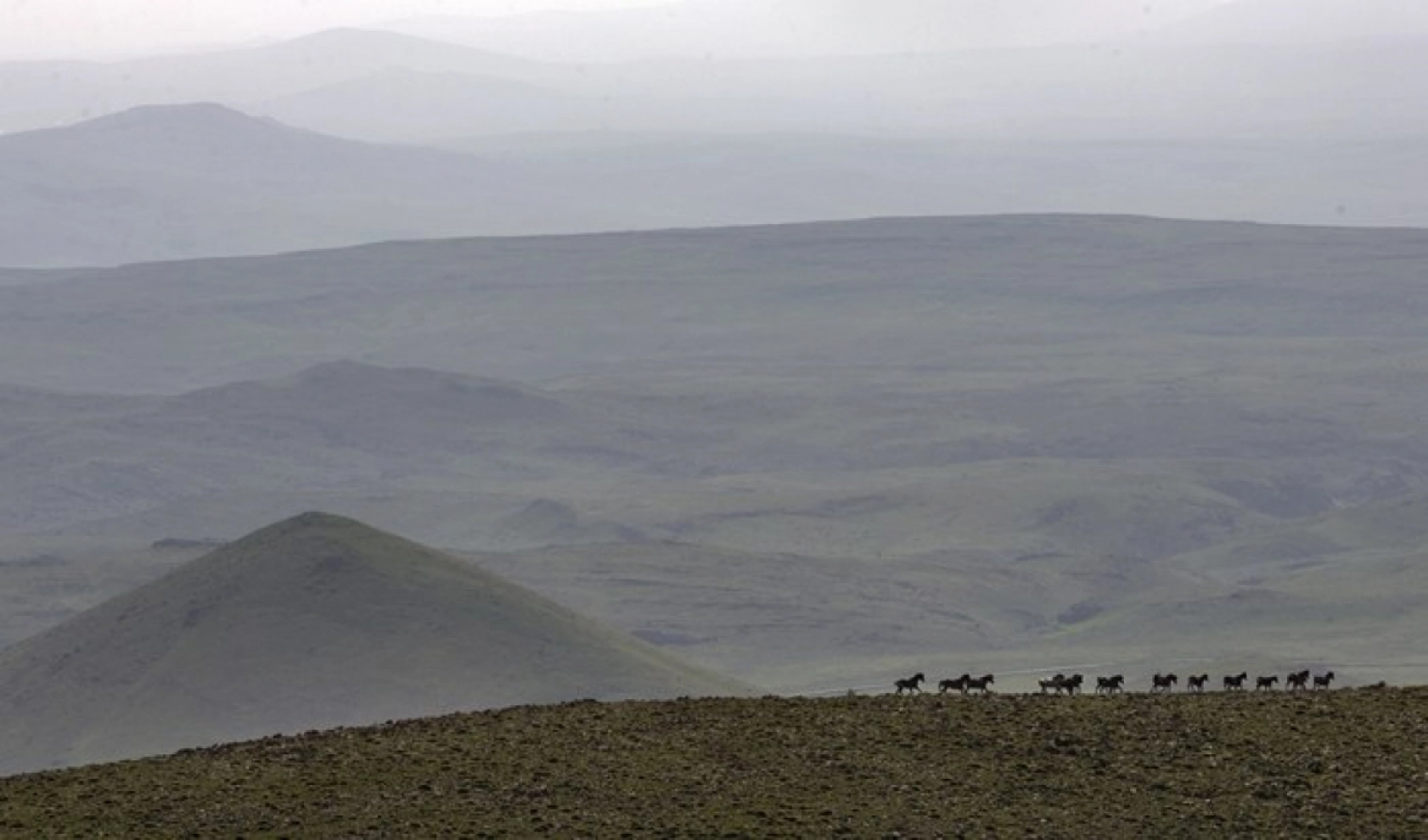 Yılkı atları Yama Dağı'nda özgürce koşuyor