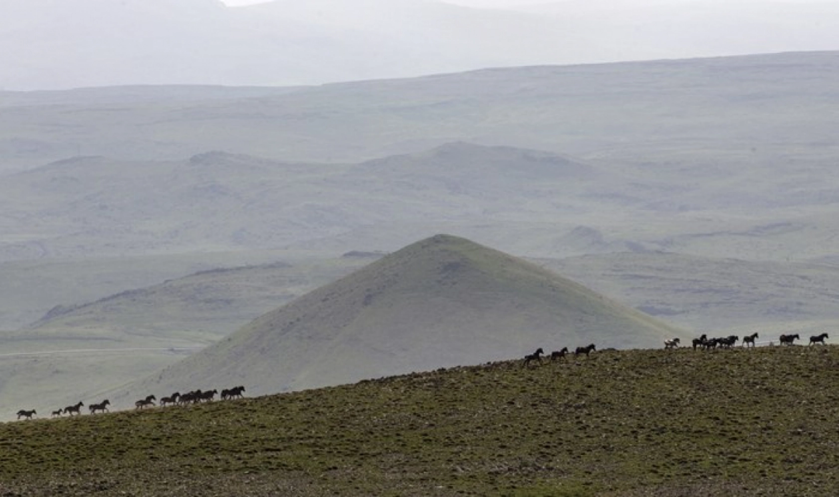 Yılkı atları Yama Dağı'nda özgürce koşuyor