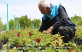 Battalgazi'nin Park e Bahçeleri Kendi Ürettiği Çiçeklerle Güzelleşiyor