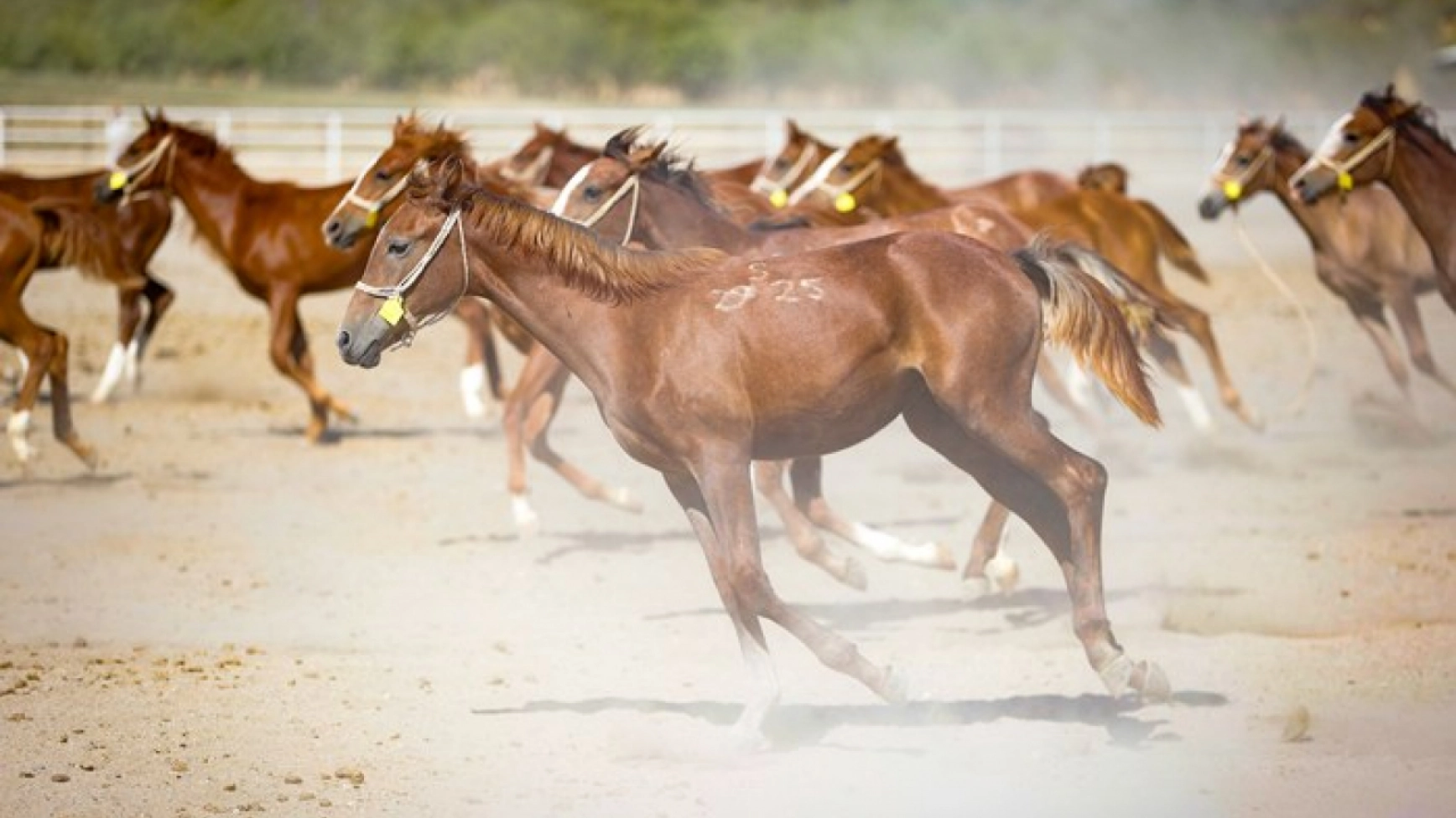Sultansuyu’nda 2025 doğum sezonunda 110 tay dünyaya geldi