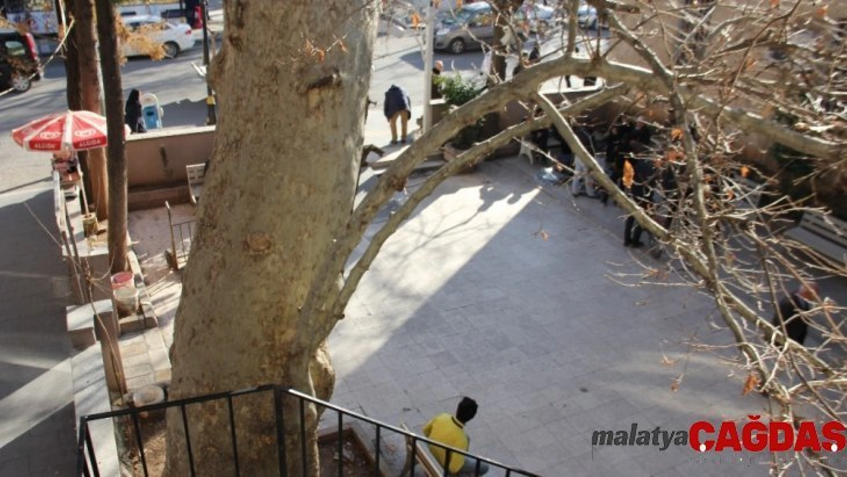 400 yıllık anıt ağaç güvenlik gerekçesiyle kesilecek