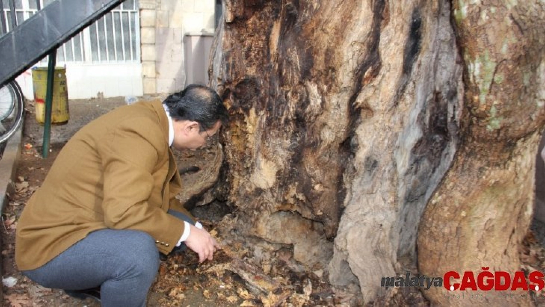 400 yıllık anıt ağaç kurtarılabilecek