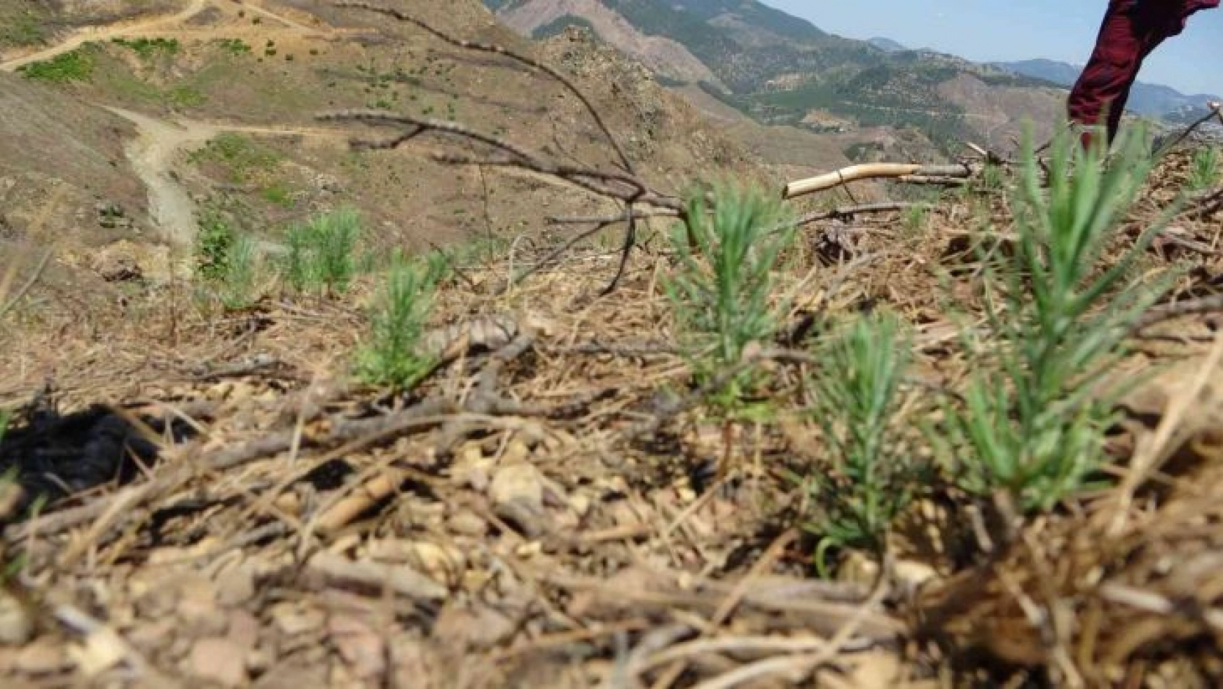 9 ton tohum serpilmişti, Adana'da yanan ormanlık alan yeşeriyor