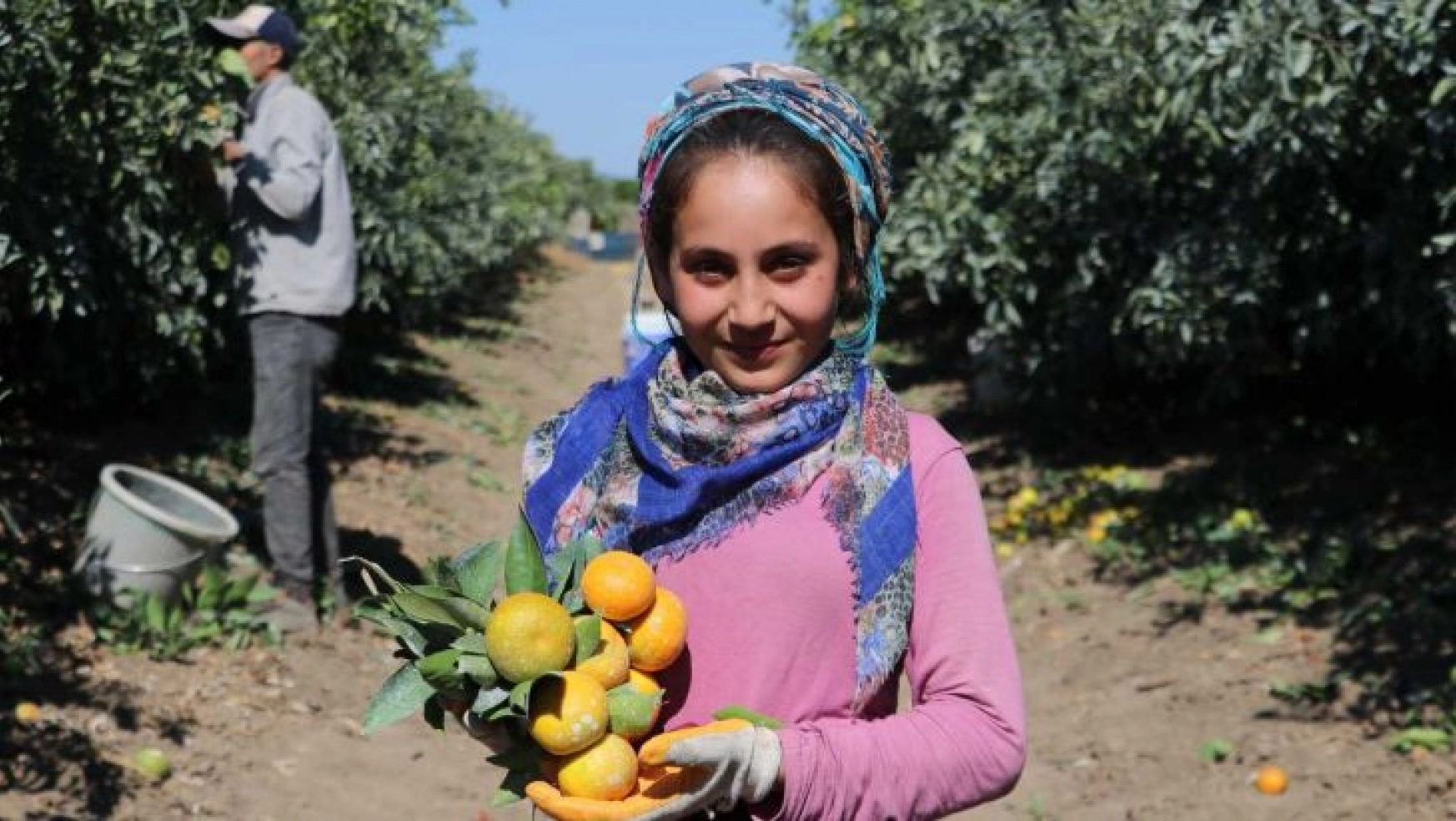 Adana'da mandalina hasadı sürüyor, fiyatı 1 liraya düştü