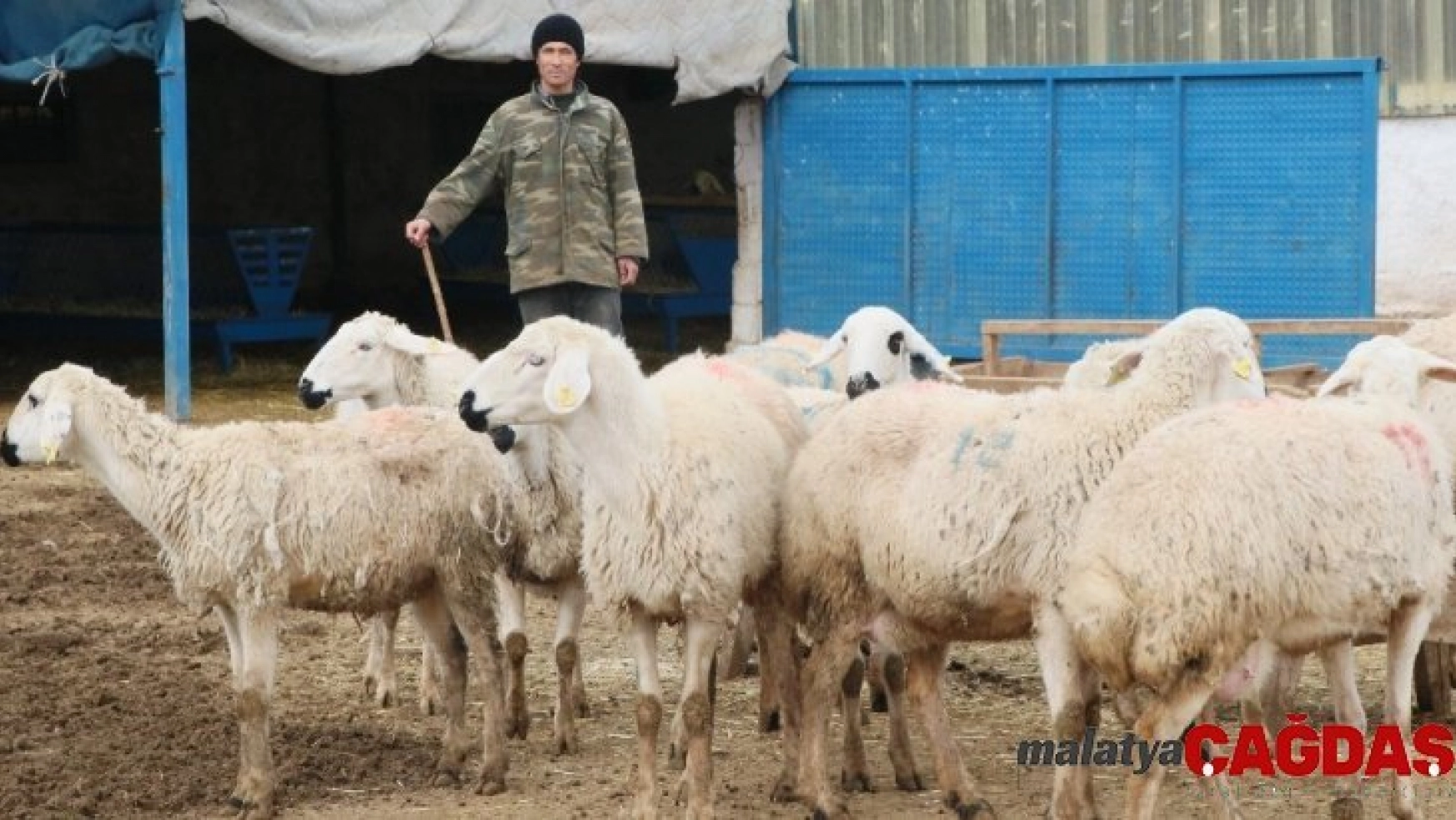 Aksaray'da çobanlara 2 milyon TL destek ödemesi yapılacak