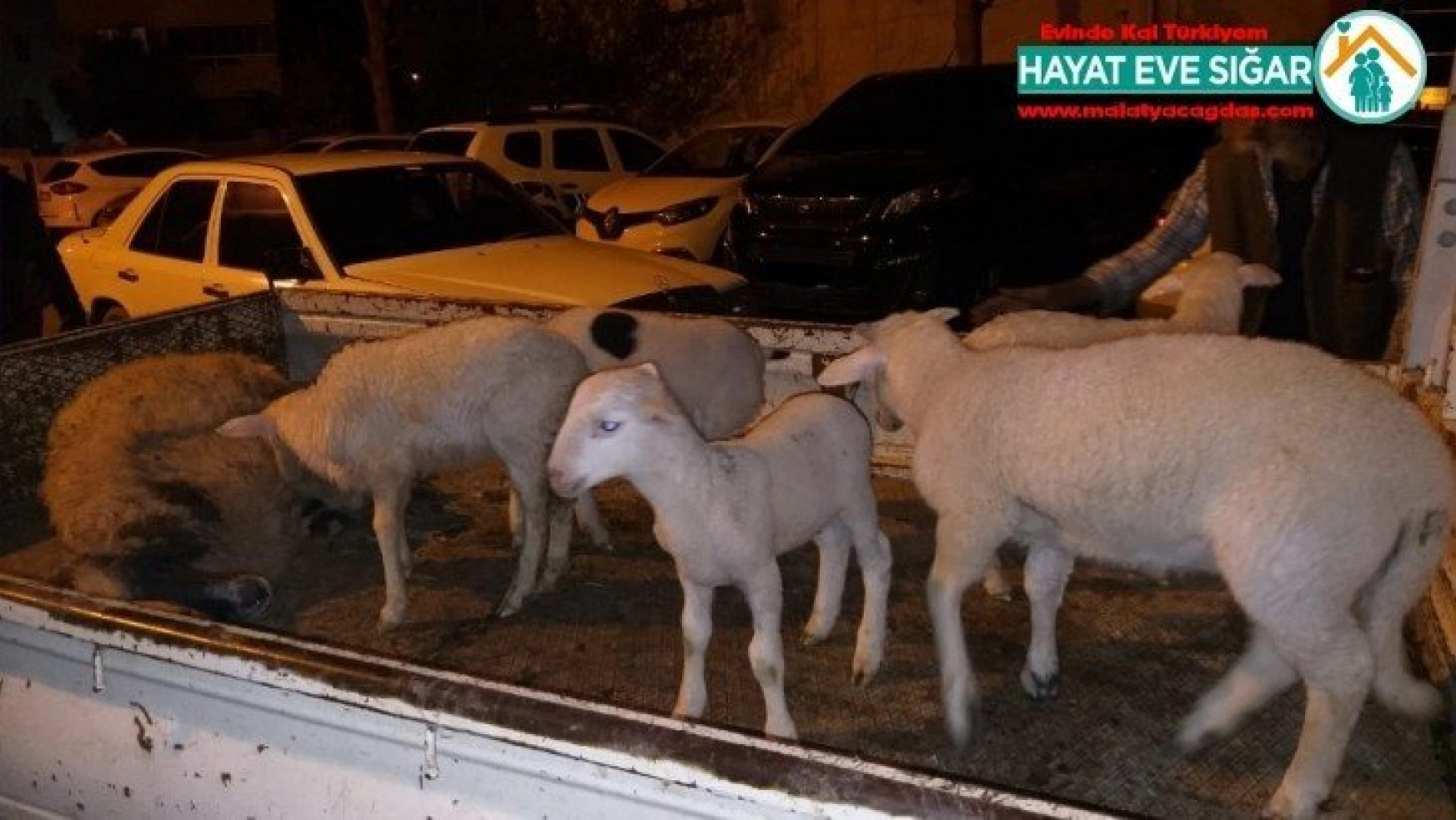 Aliağa'da çiftçinin koyunlarını gasp eden 5 kişi tutuklandı