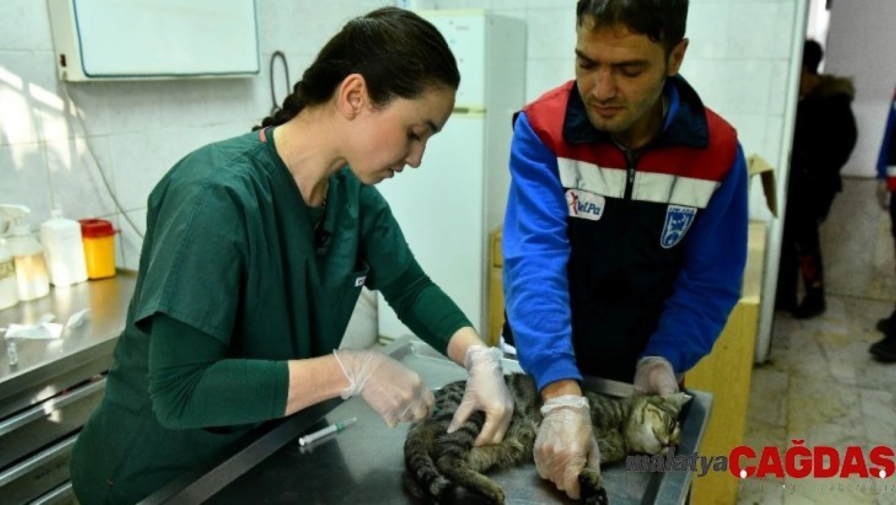 Ankara Büyükşehir'den acil durumlarda hayvanlara müdahaleye ilişkin 'ilk yardım eğitimi'