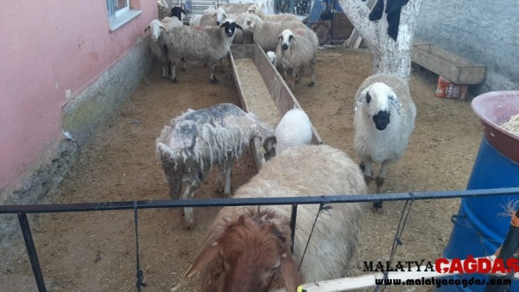 Ankara jandarması çalınan hayvanları Konya'da buldu