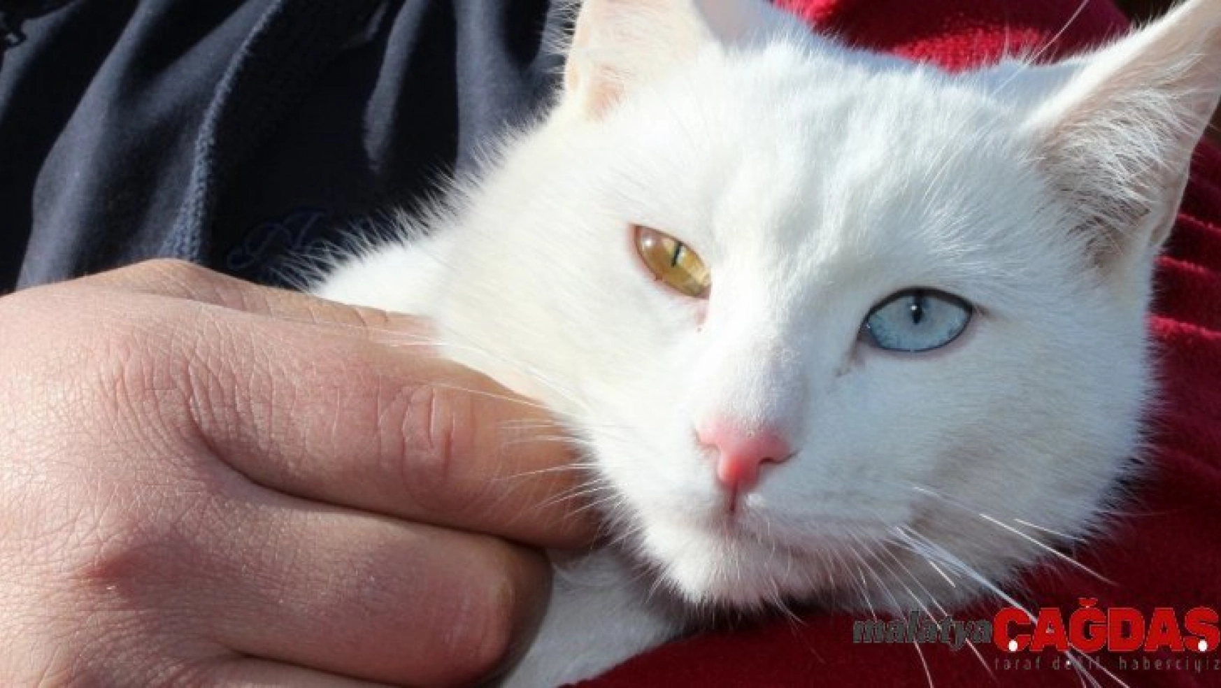 Anneleri telef olan 4 yavru Van kedisini şefkatle büyütüyor