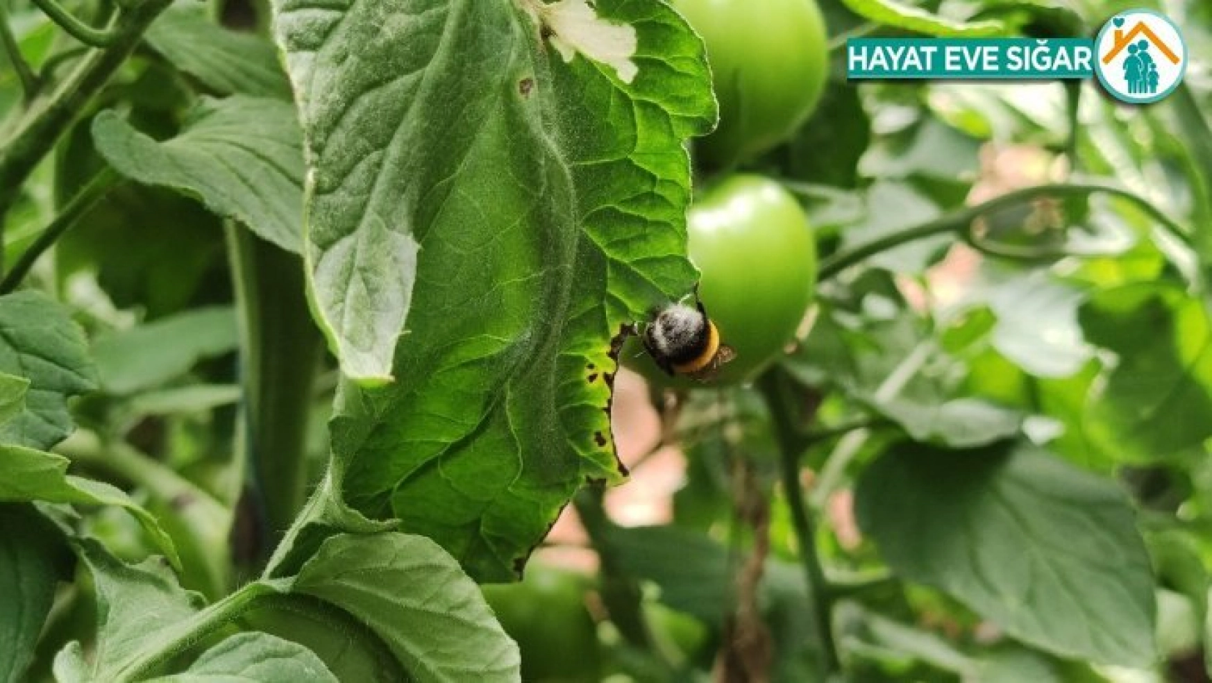 Arılı dölleme ile domates yetiştiriciliğinde Gaziantep'te bir ilk