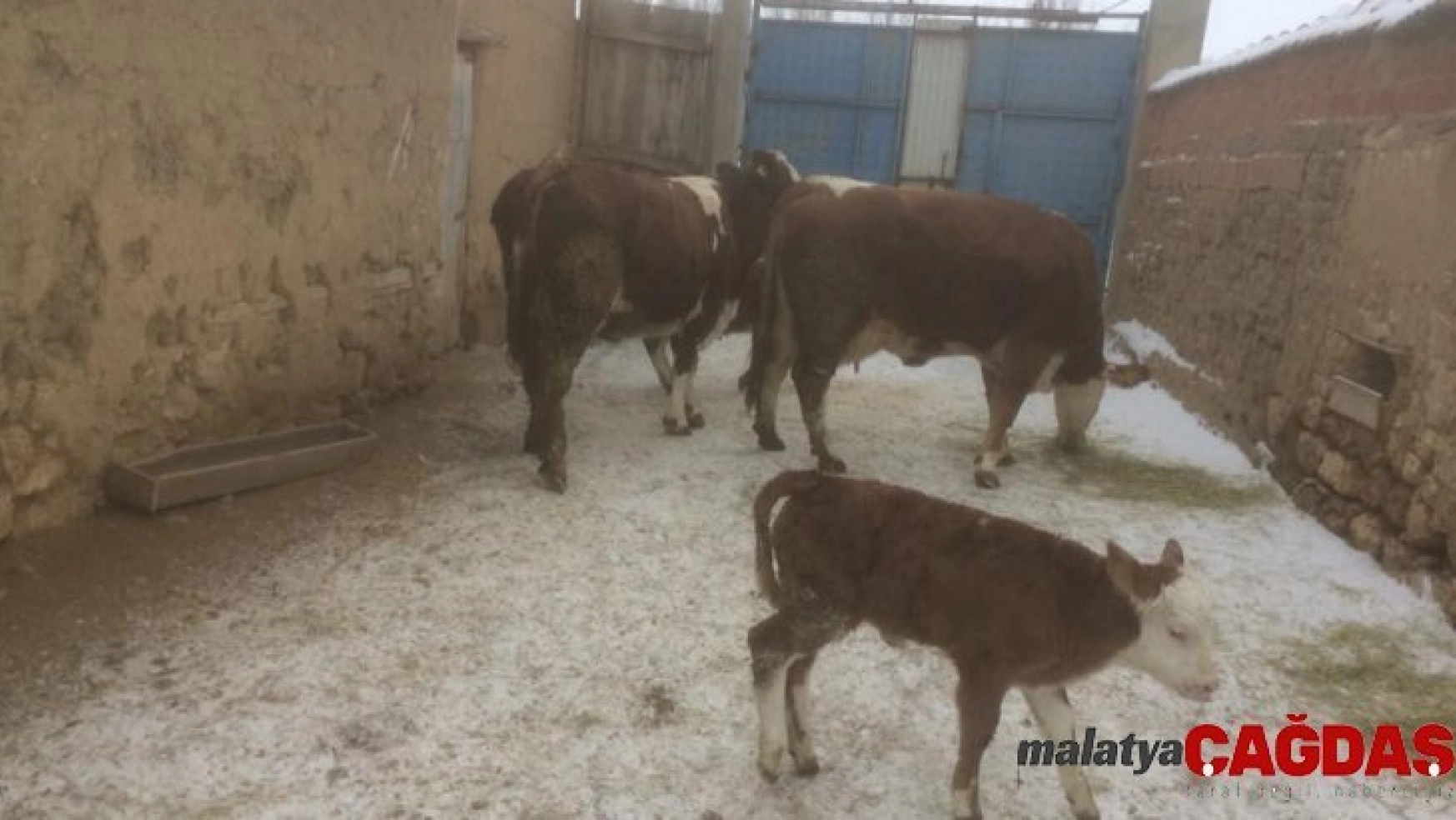 Aslanapa'da 1 yılda yaklaşık 20 bin litre süt üretiliyor