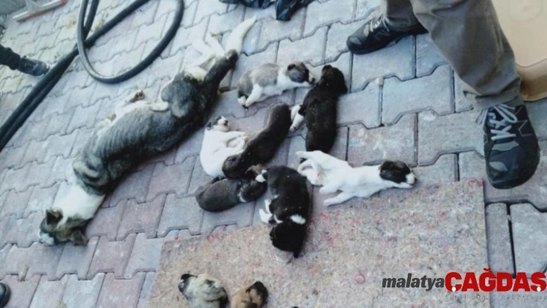 Barınakta 20 köpek ölüsü bulan hayvanseverler şoke oldu