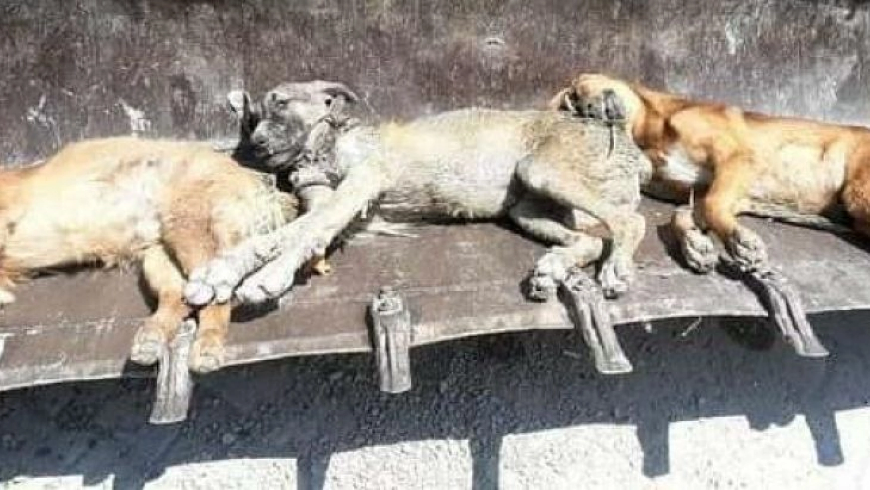 Bayraktar: 'Hatay'da bir ayda 17 kedi ve köpek zehirlenerek öldürüldü'