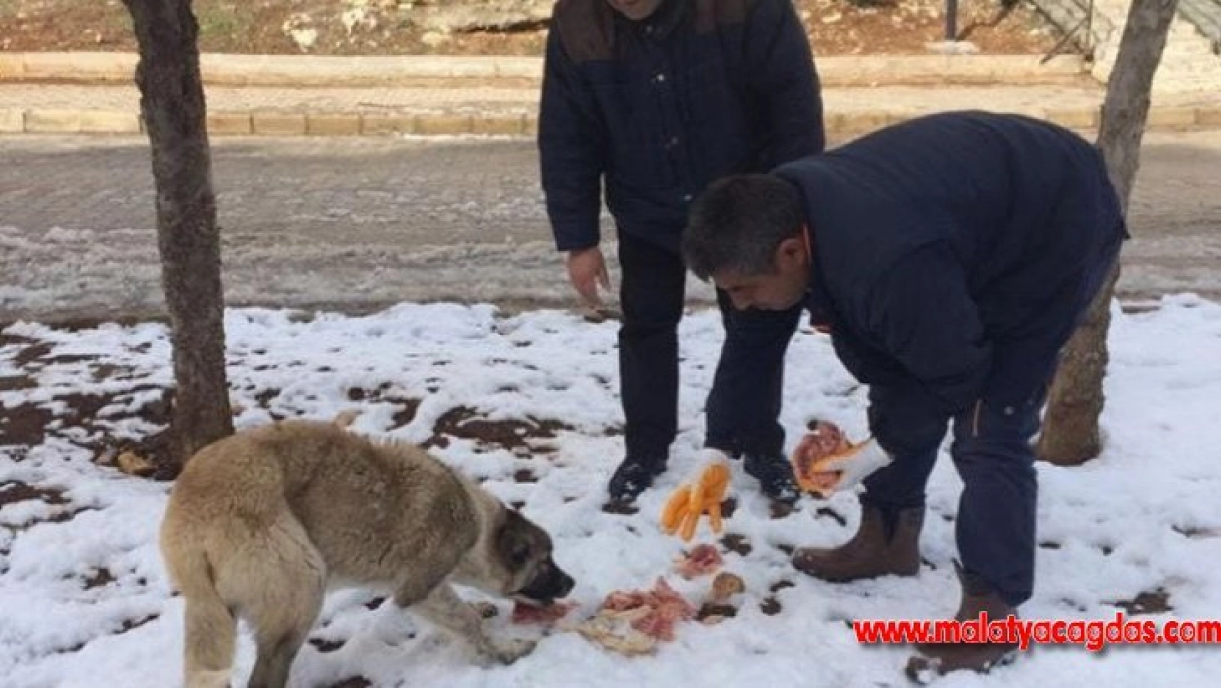 Besni Belediyesi sokak hayvanlarını unutmadı