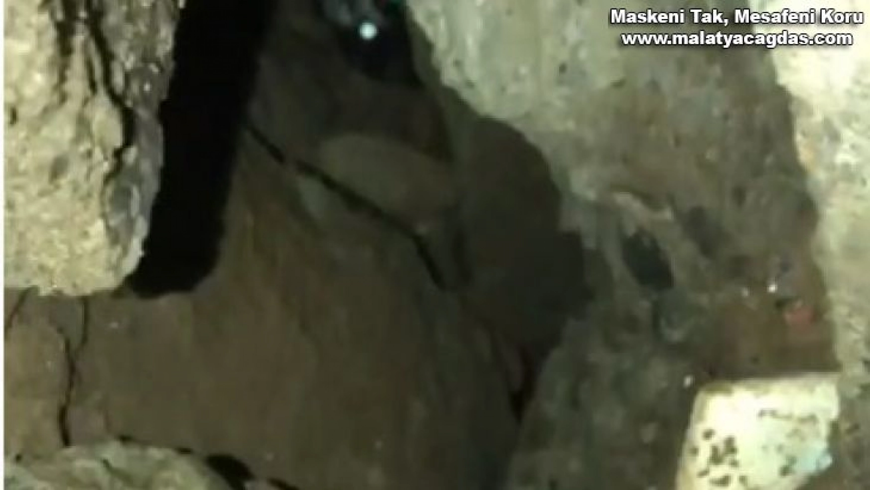 Bingöl'de moloz altında kalan kedi kurtarıldı