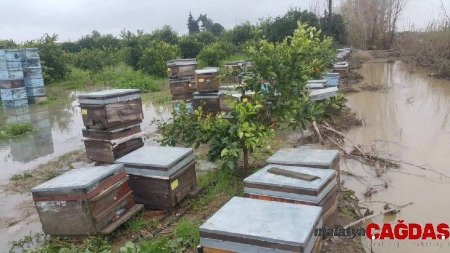 Bingöl'den arılarını soğuktan kaçırdılar, Adana'da sele yakalandılar