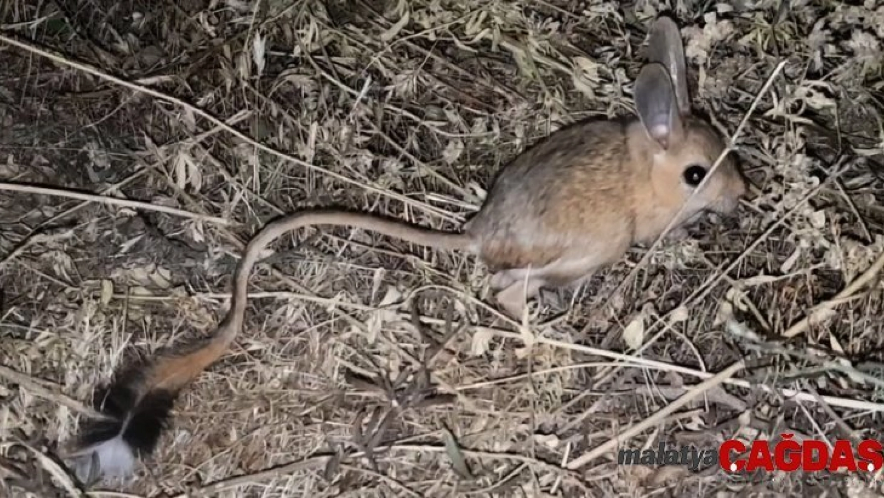 Bitlis'te görülen kanguru faresi şaşırttı