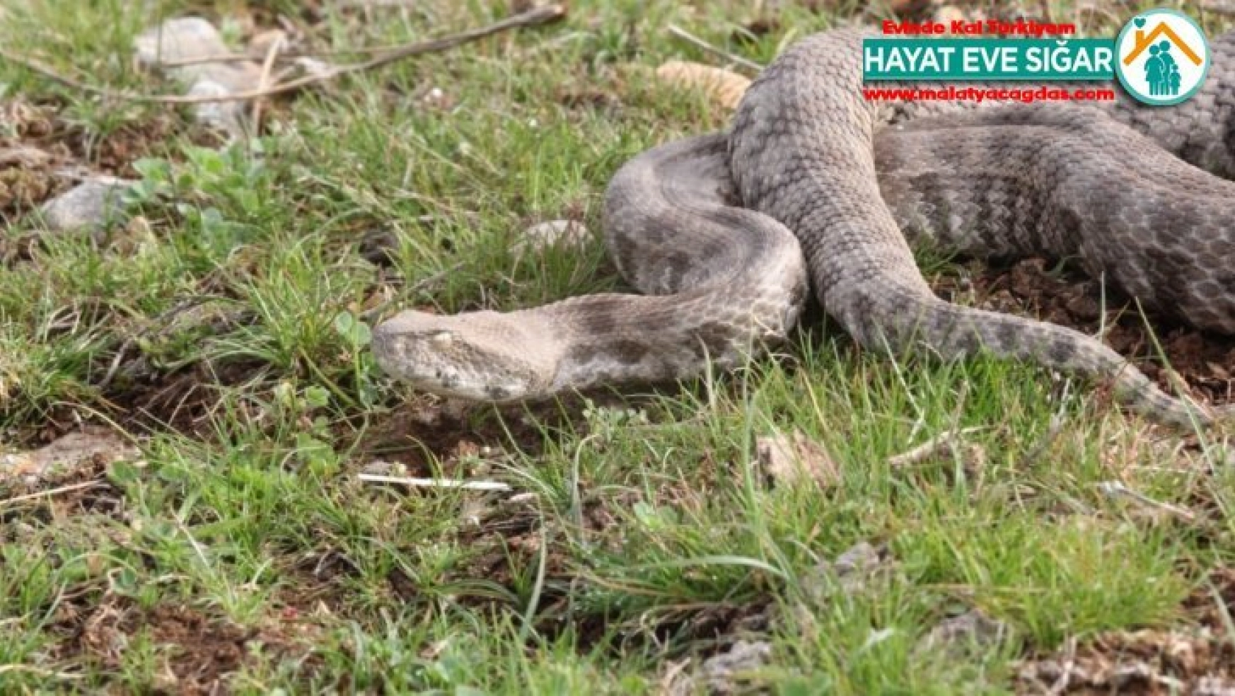 Burdur'da bulunan Koca Engerek Şanlıurfa bozkırlarında doğaya bırakıldı