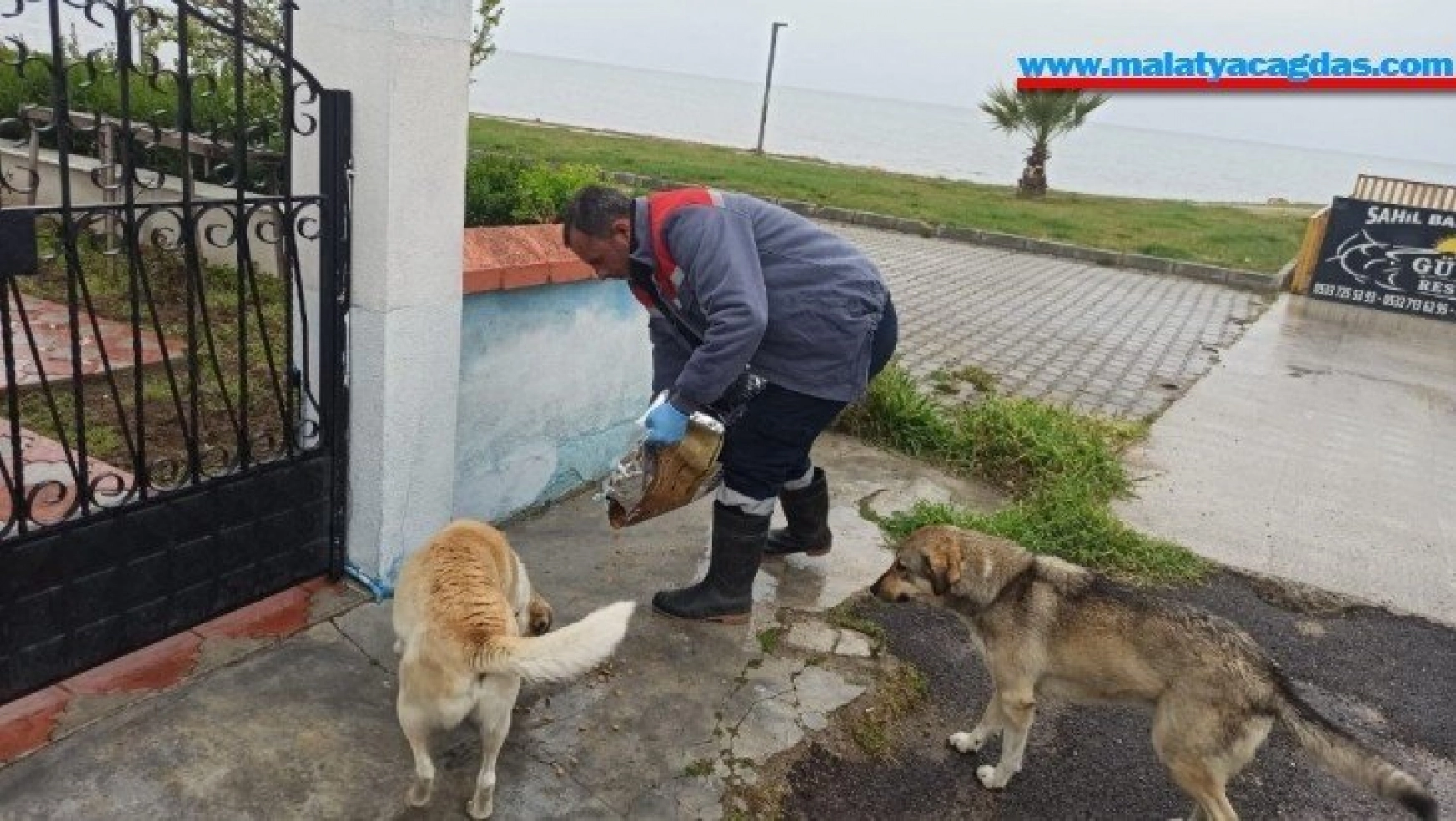 Burhaniye'de Belediye sokak hayvanlarına sahip çıktı