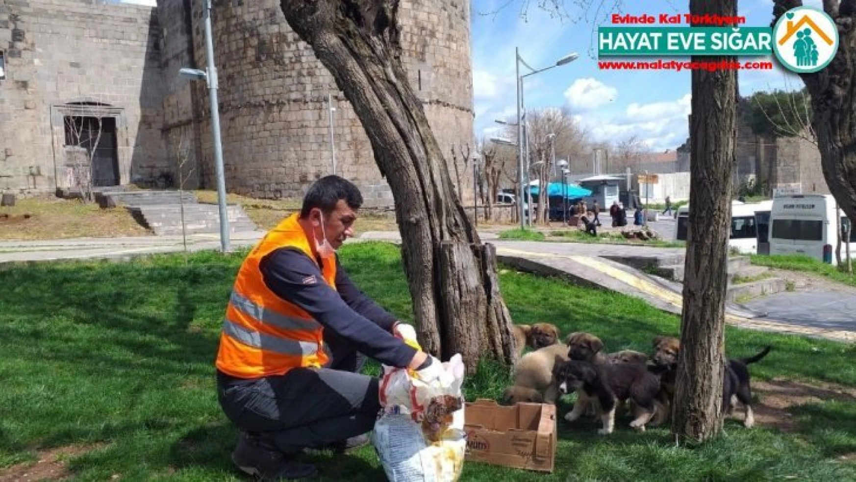 Büyükşehir Belediyesi korona mağduru sokak hayvanlarını unutmadı