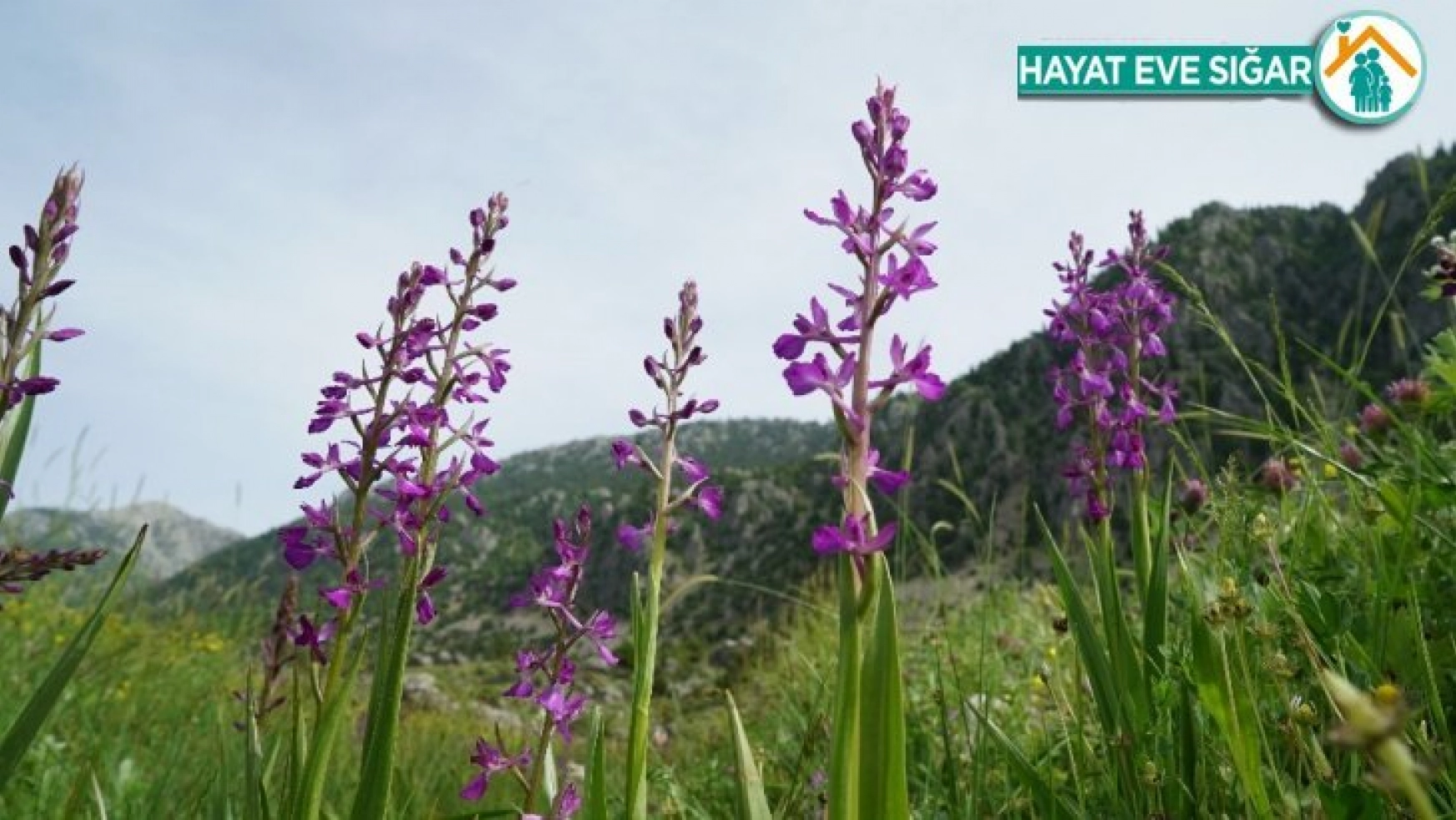 Çiçek açan 'yabani orkideler' görsel şölen sunuyor