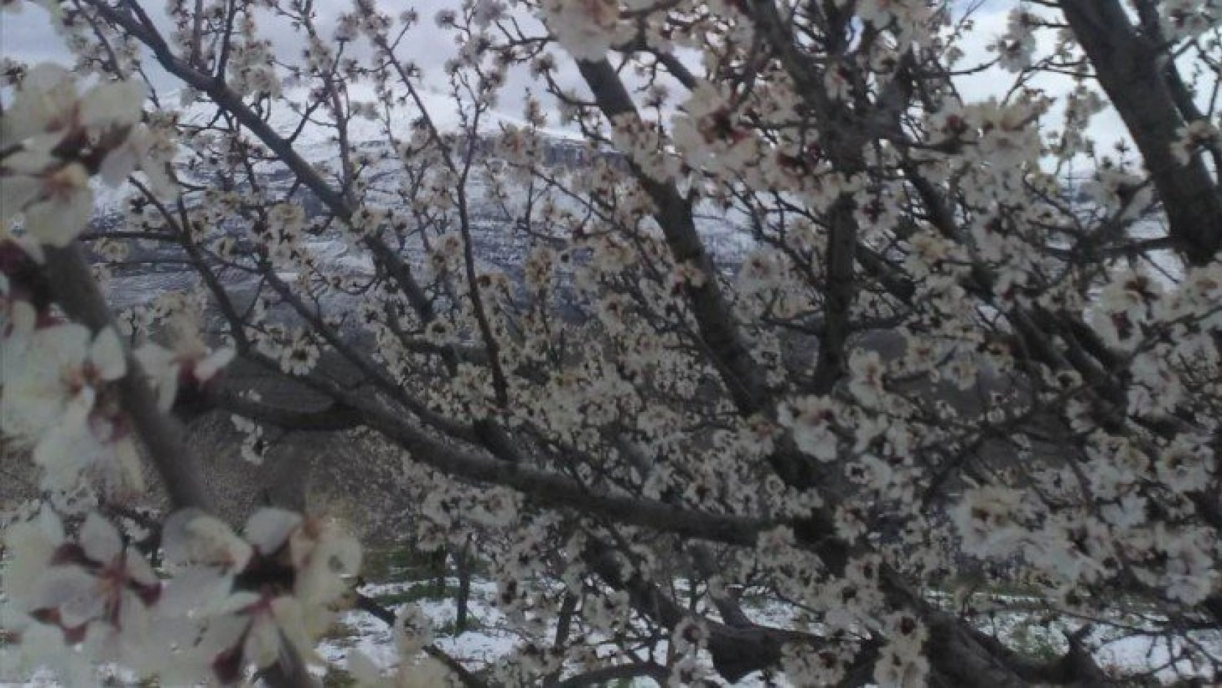Çiçek açan kayısı ağaçlarını kar vurdu