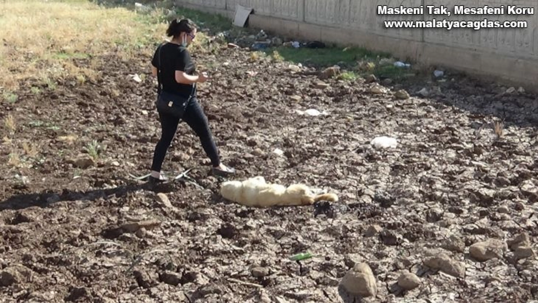 Diyarbakır'da bir köpek boynuna ip bağlanarak vahşice öldürüldü