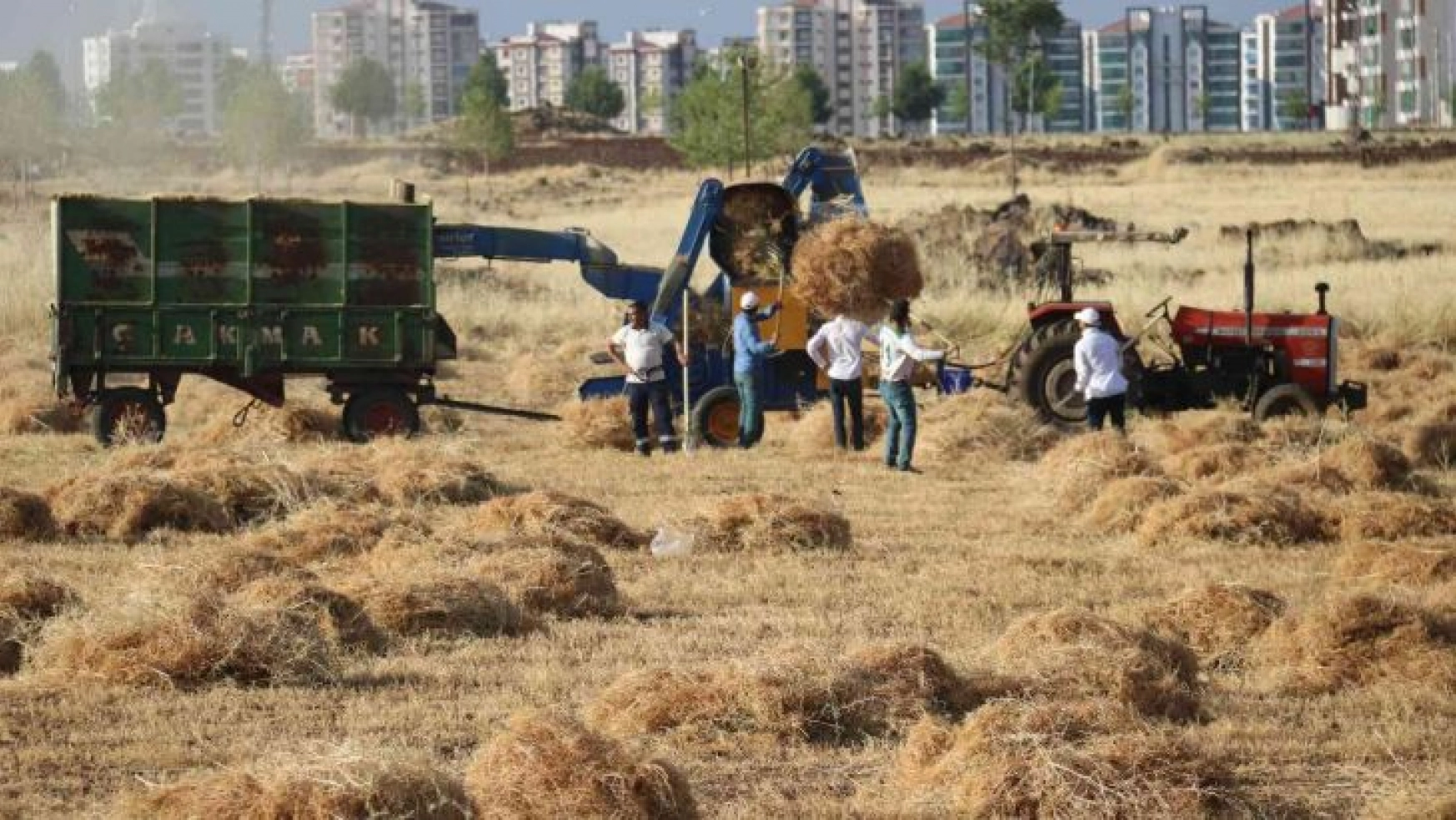 Diyarbakır'da milyonluk siteler arasında 'imece' usulü hasat