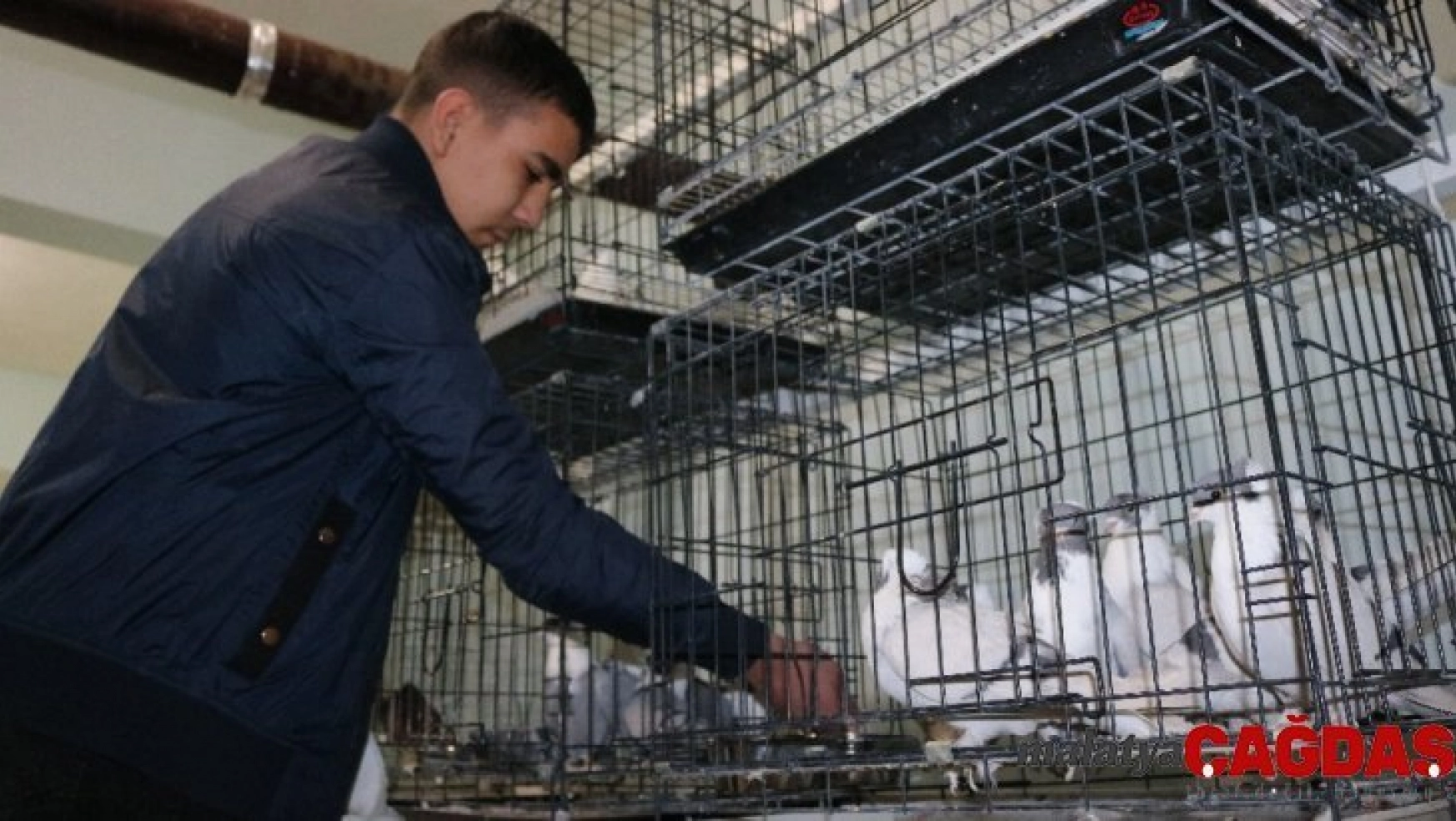 Diyarbakır'da üç bina güvercinler için otele çevrildi