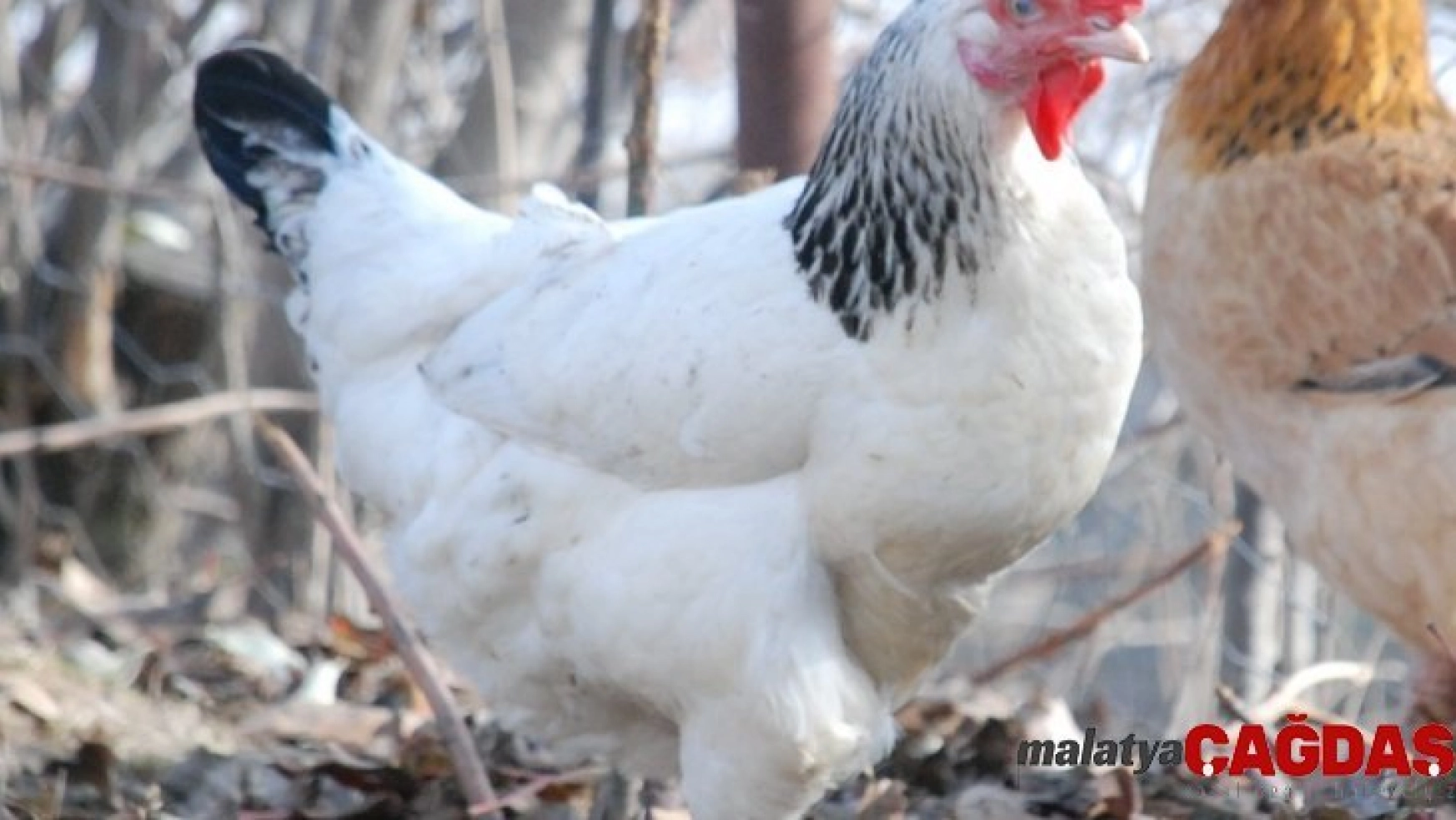 Düzce'de aralık ayında 2,5 milyon tavuk satıldı