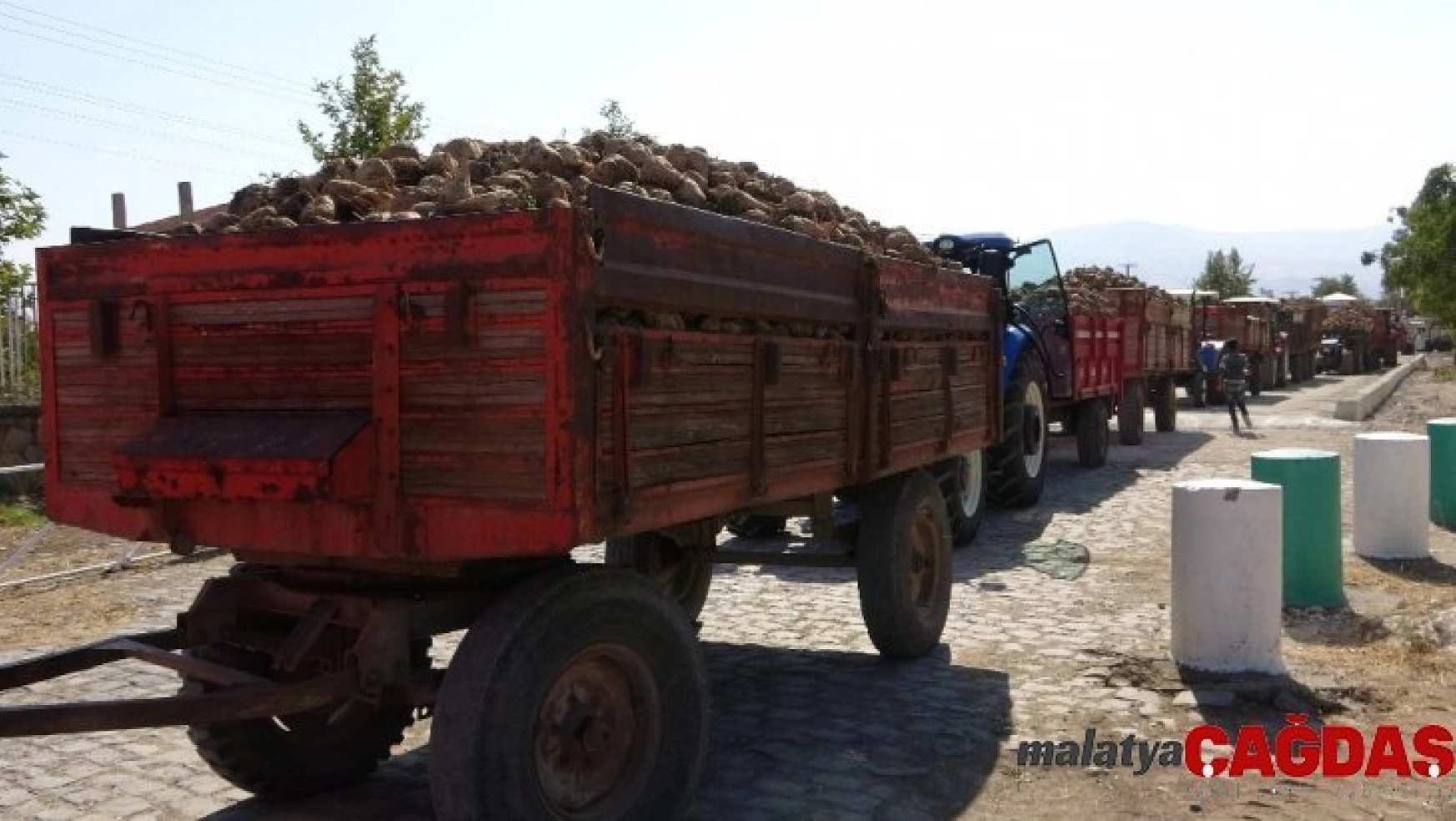 Elazığ'da 165 bin ton üretimi beklenen pancarın alım kampanyası başladı