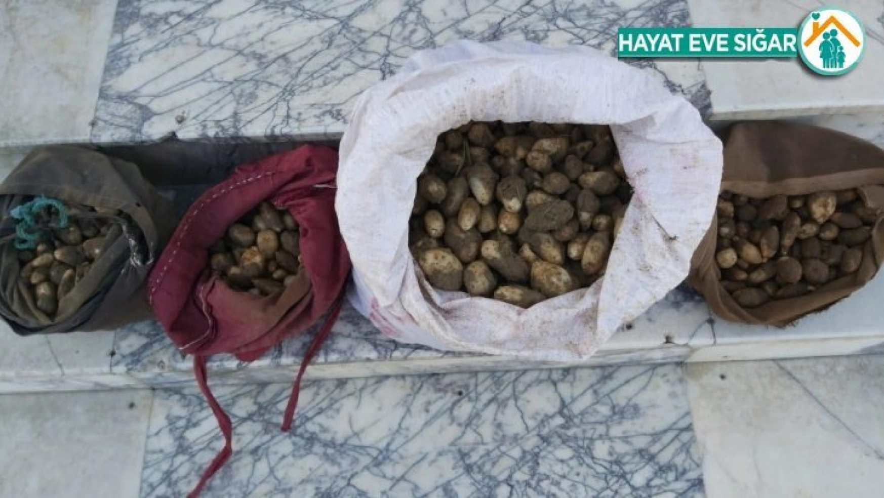 Elazığ'da Salep soğanı toplayan 4 kişiye 307 bin TL'lik rekor ceza
