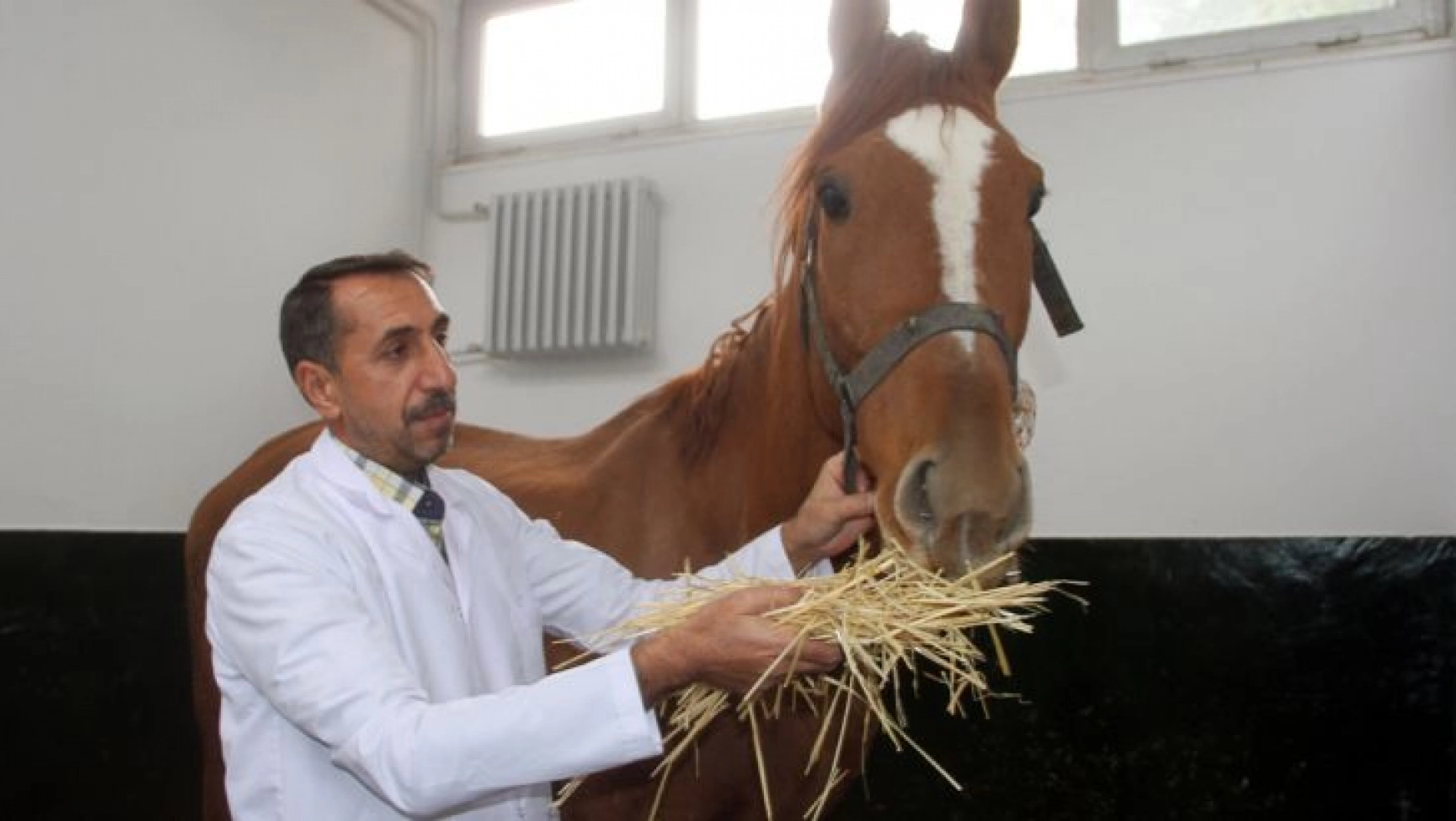 Safkan İngiliz yarış atı ameliyatla kurtarıldı