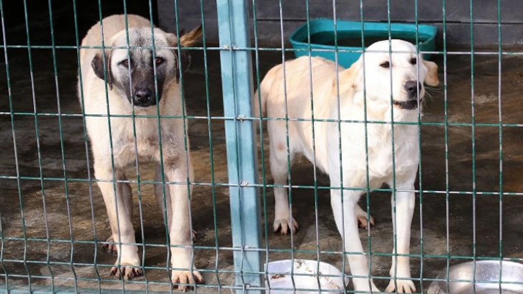 Polatlı'dan Gelen Köpekler Sağlıklarına Kavuşuyor
