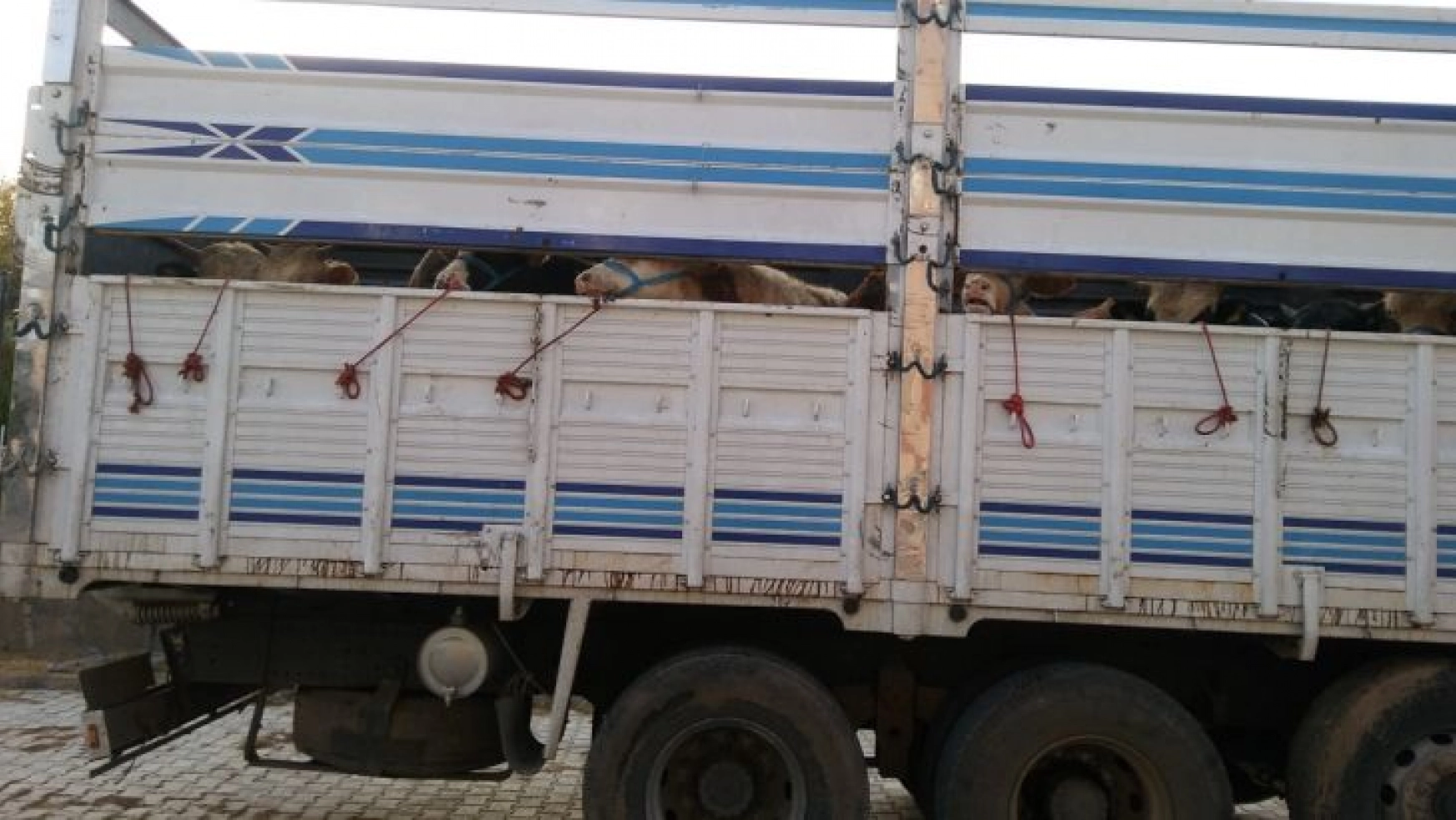 Malatya'da izinsiz hayvan taşımaya ceza