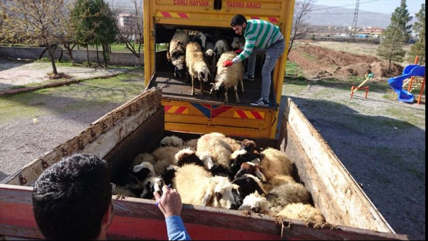 Kale'de çiftçilere tavuk ve koyun dağıtıldı