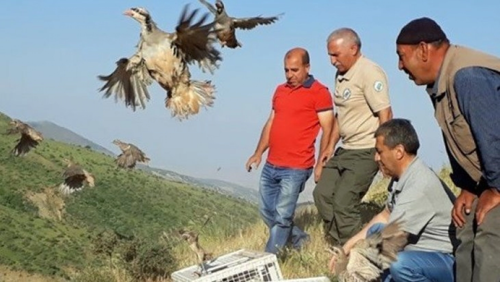 Elazığ'da bin keklik doğaya salındı