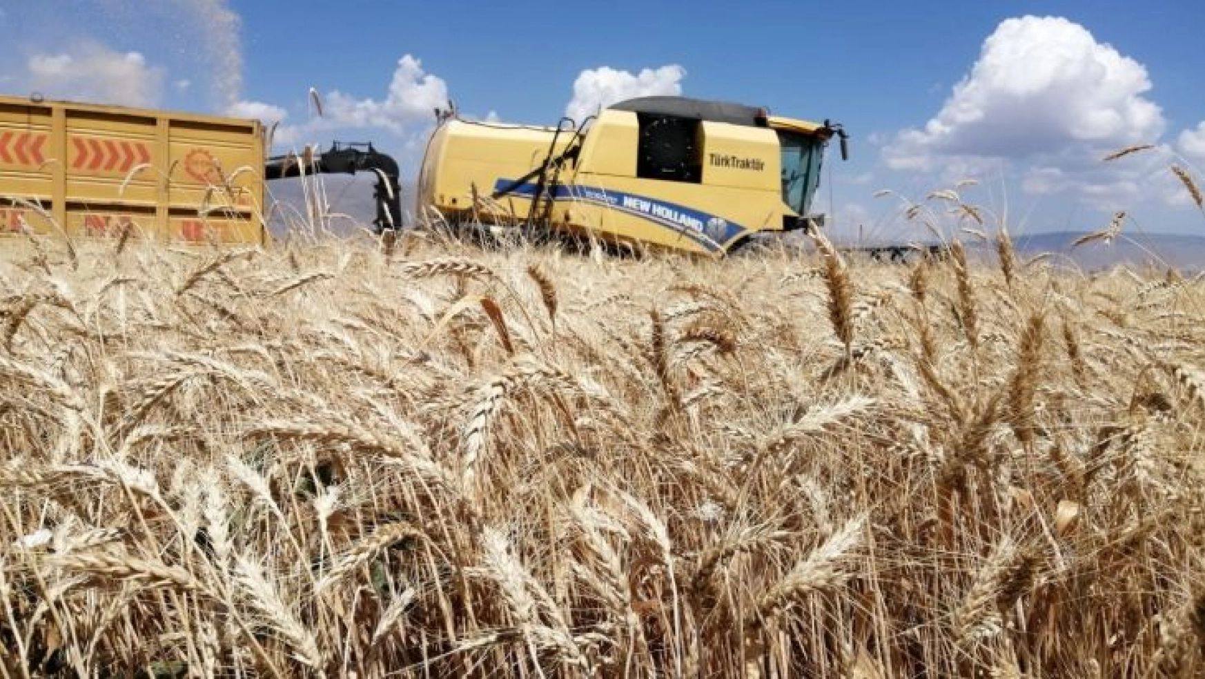 Erzurum'da buğday yüzde yüz artış gösteriyor beklenen hasat yaklaşık 300 bin ton