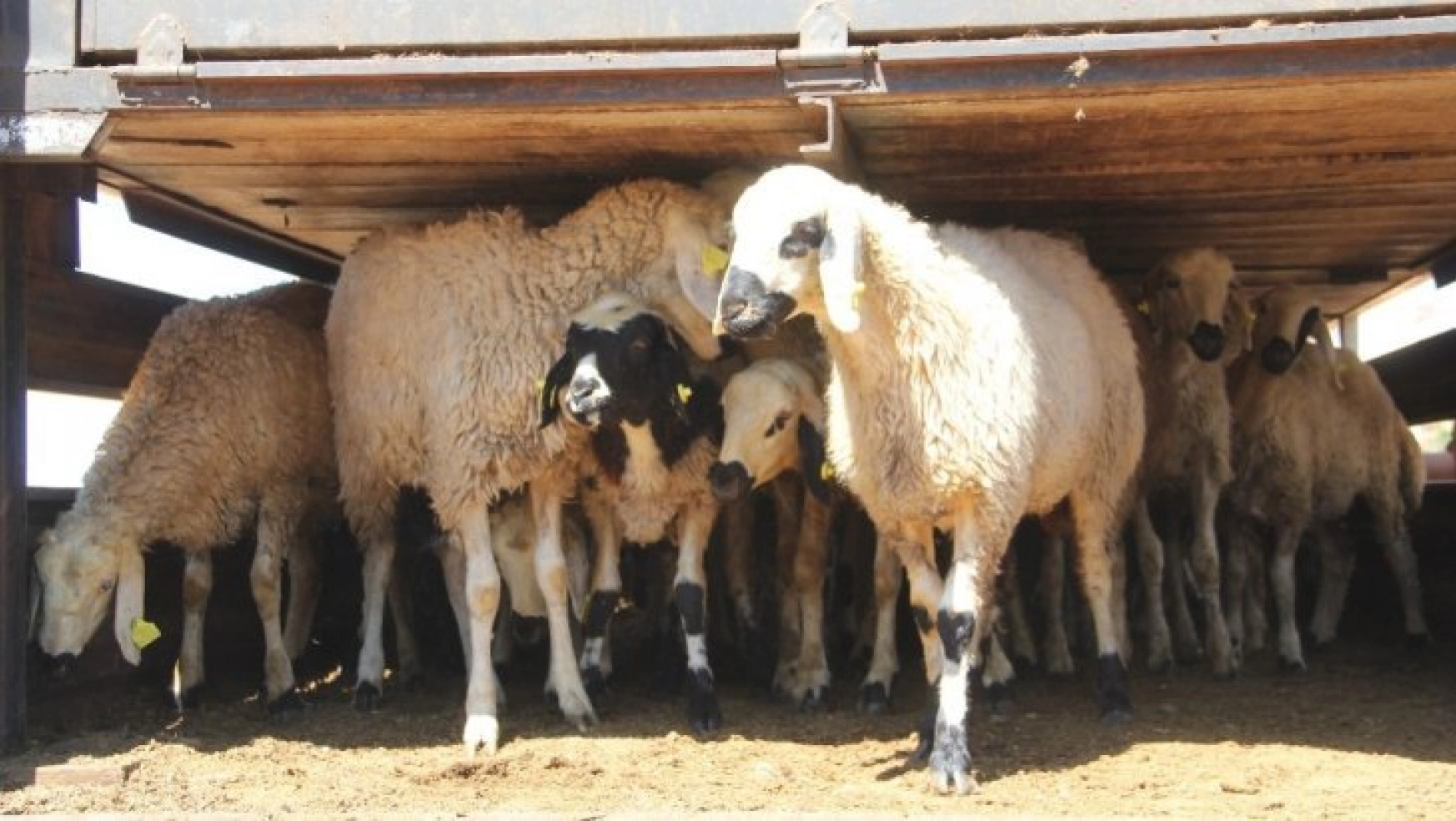 Genç çiftçilere 2 bin 142 koyun dağıtıldı