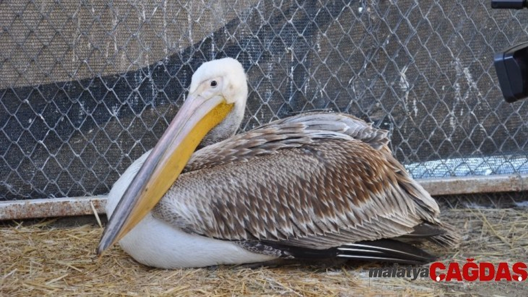 Göç yorgunu aç ve yaralı pelikan tedavi altına alındı