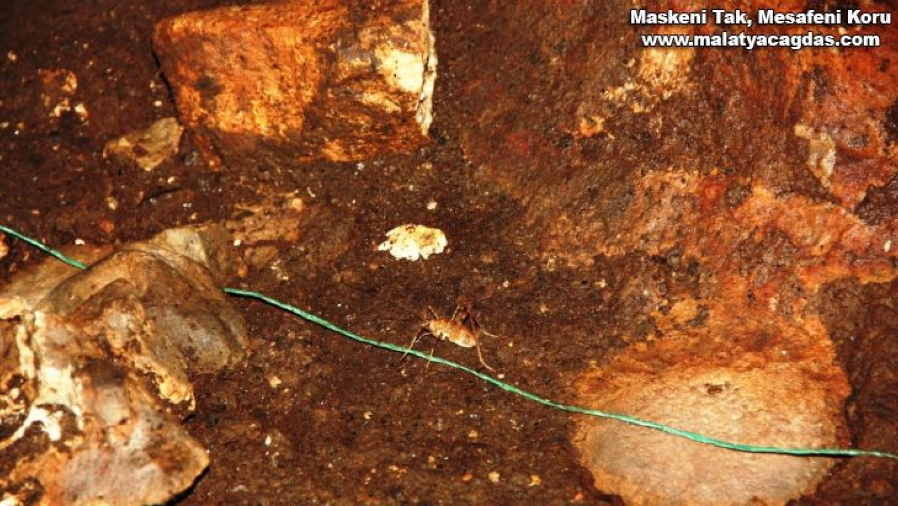 Güneydoğu Anadolu Bölgesinde ilk defa mağara çekirgesi görüldü